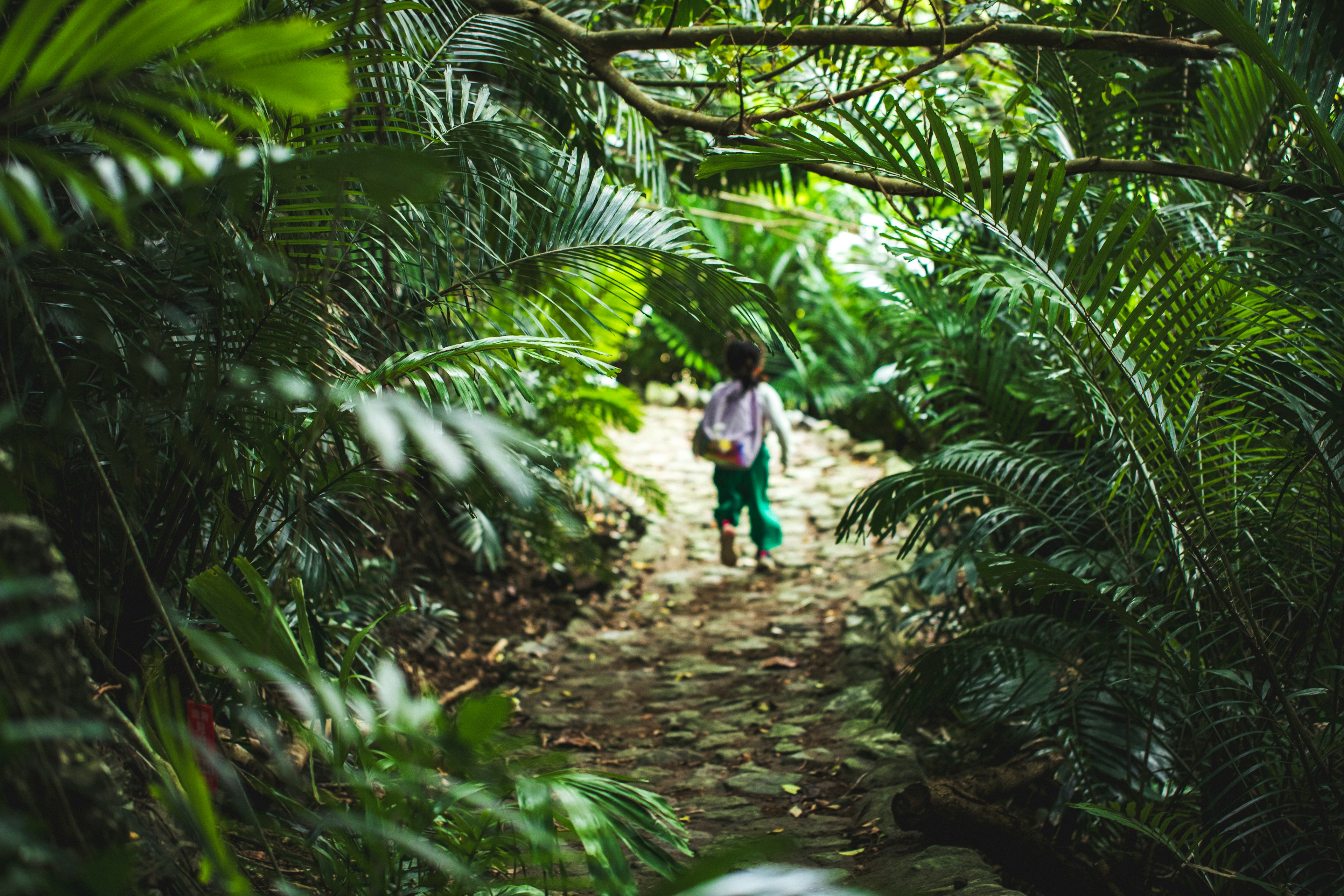 Enfant marchant sur un chemin de jungle luxuriant entouré de verdure