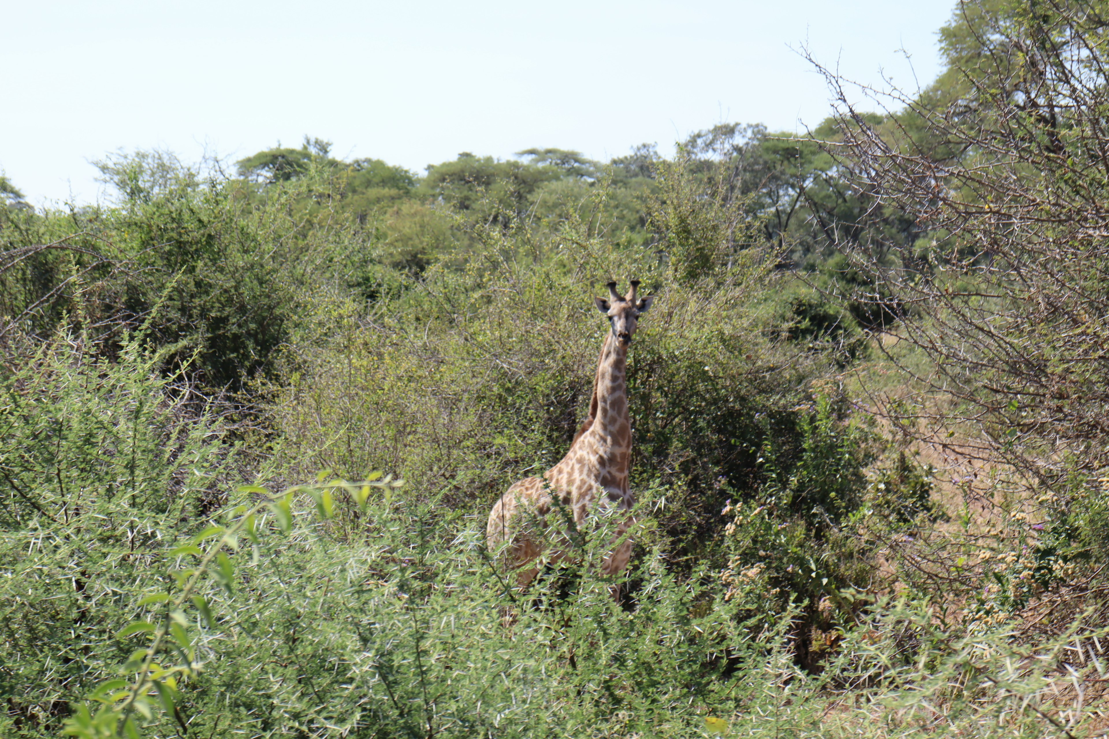 Giraffe teilweise versteckt zwischen Büschen in einer Savannenlandschaft