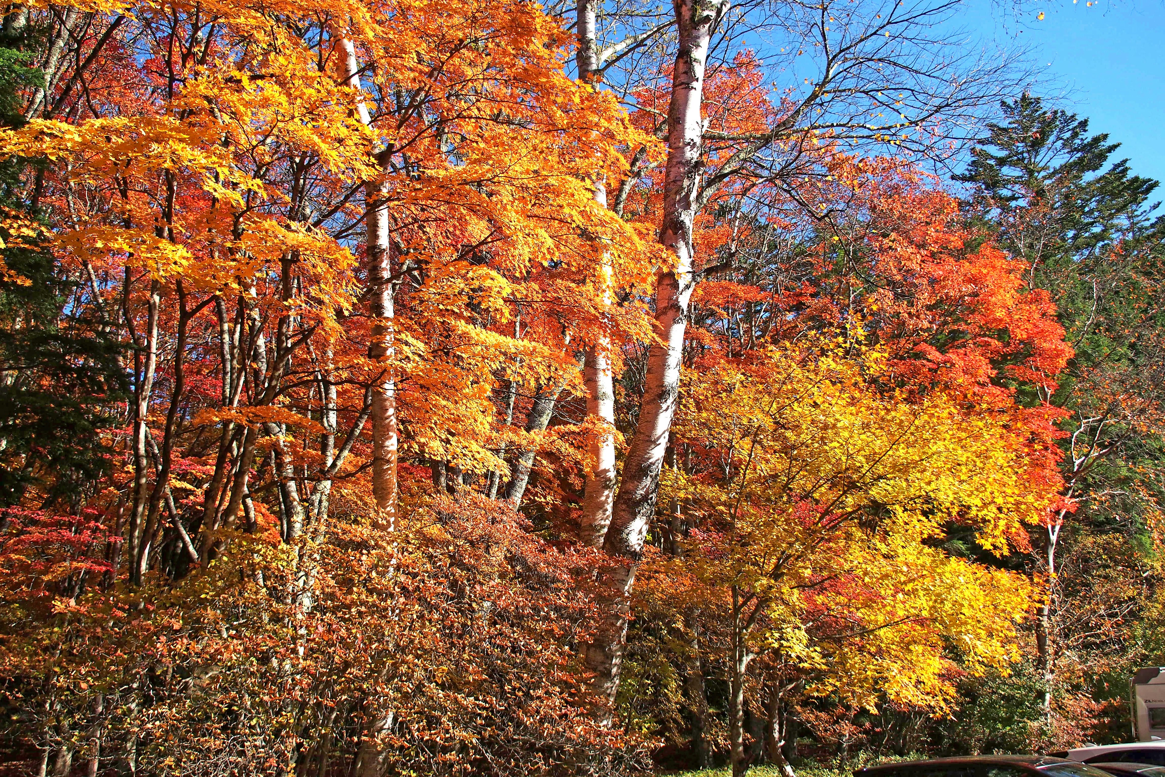 Arbres d'automne vibrants sous un ciel bleu