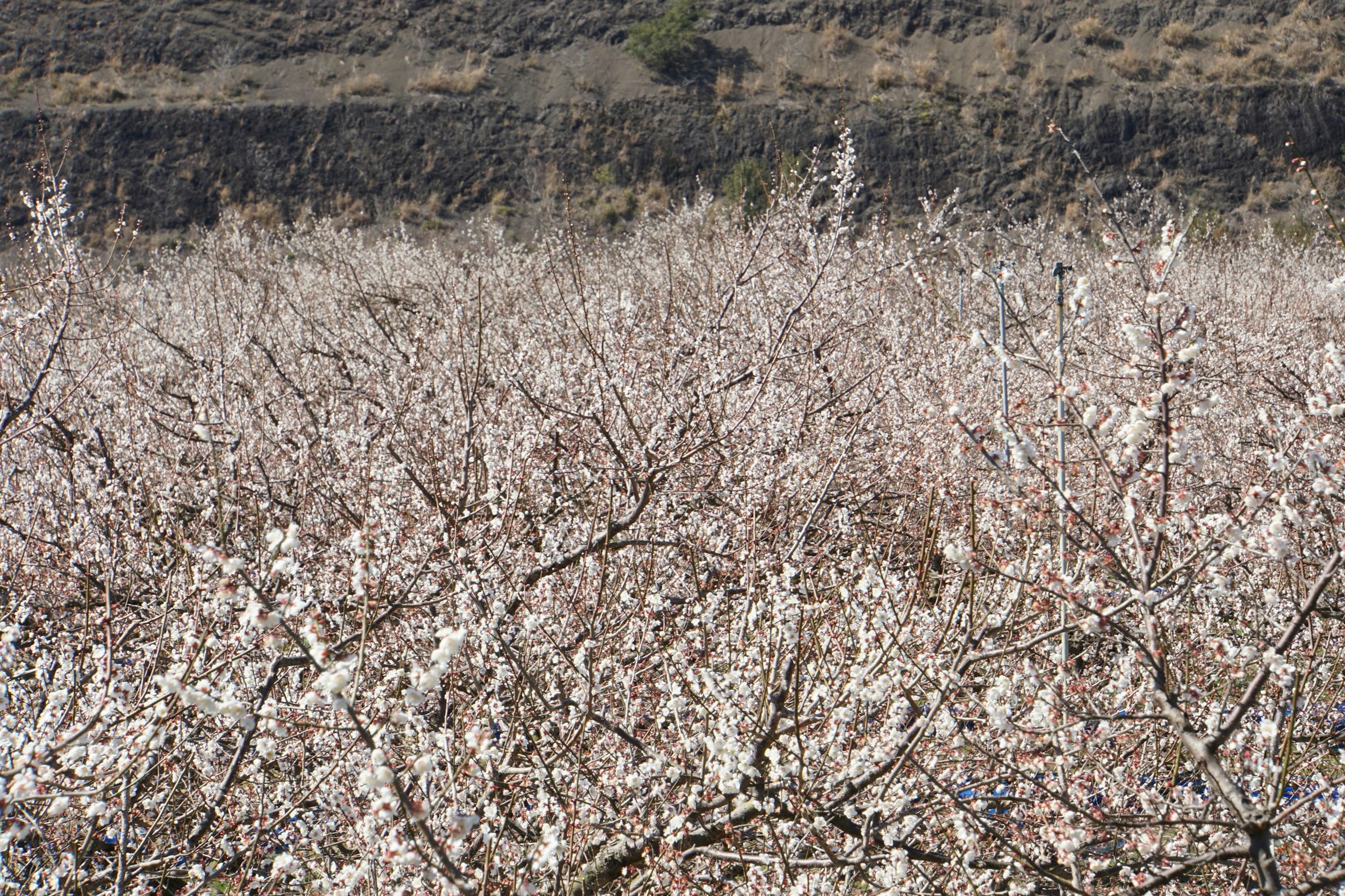 Paysage d'un verger en fleurs avec des fleurs blanches