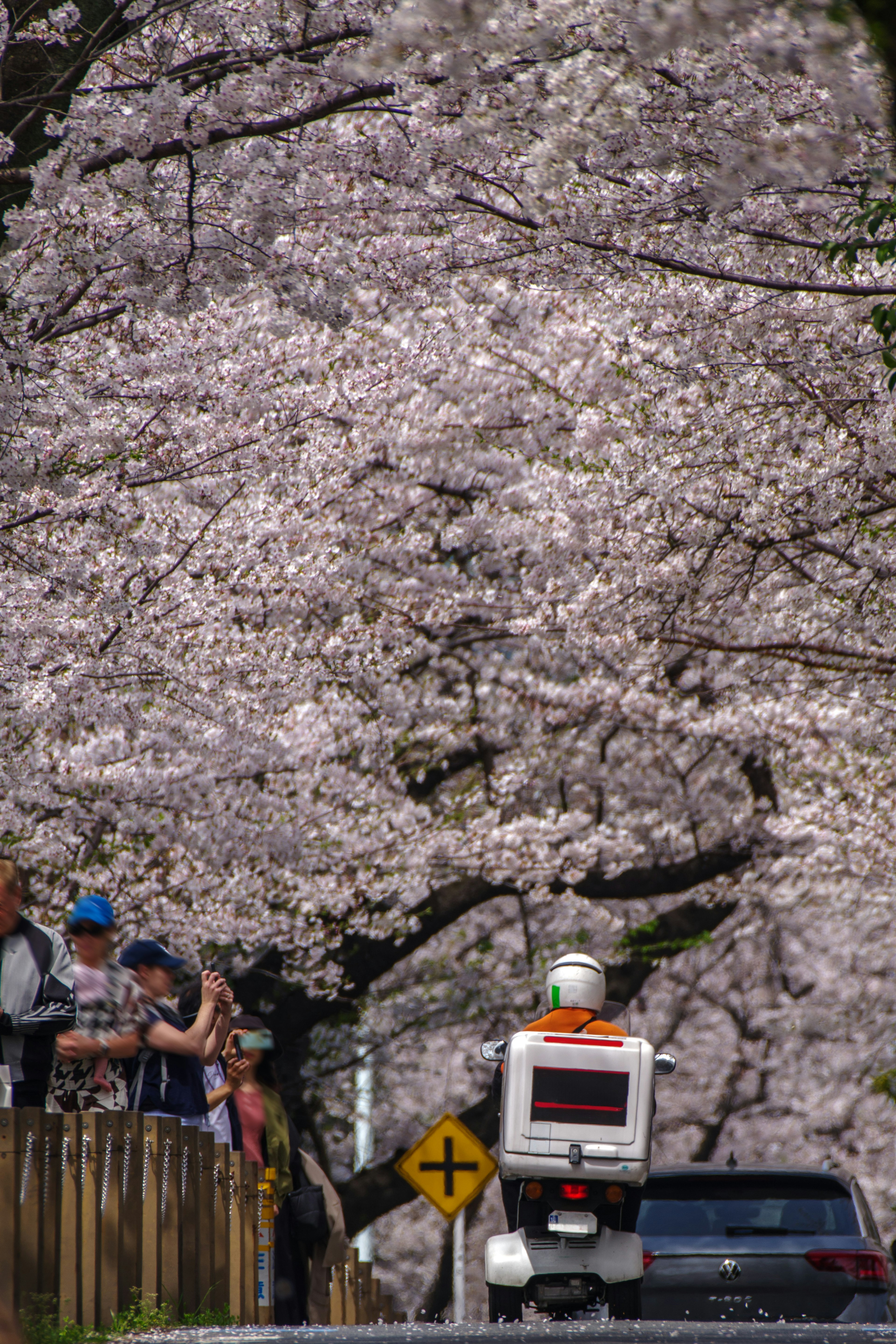 Robot pengantar di bawah pohon sakura dengan orang-orang yang menikmati hanami