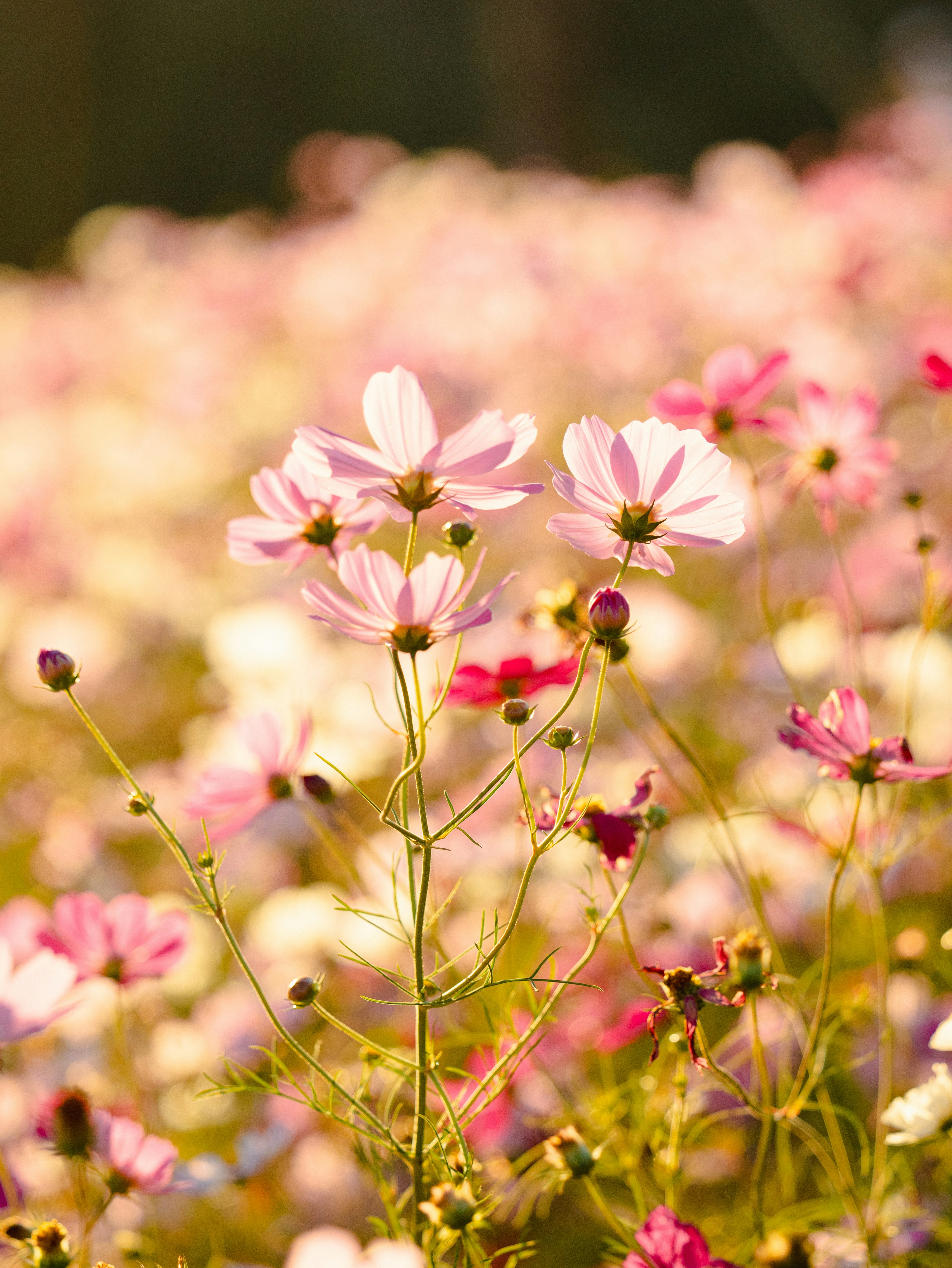 Un champ de belles fleurs roses en fleurs