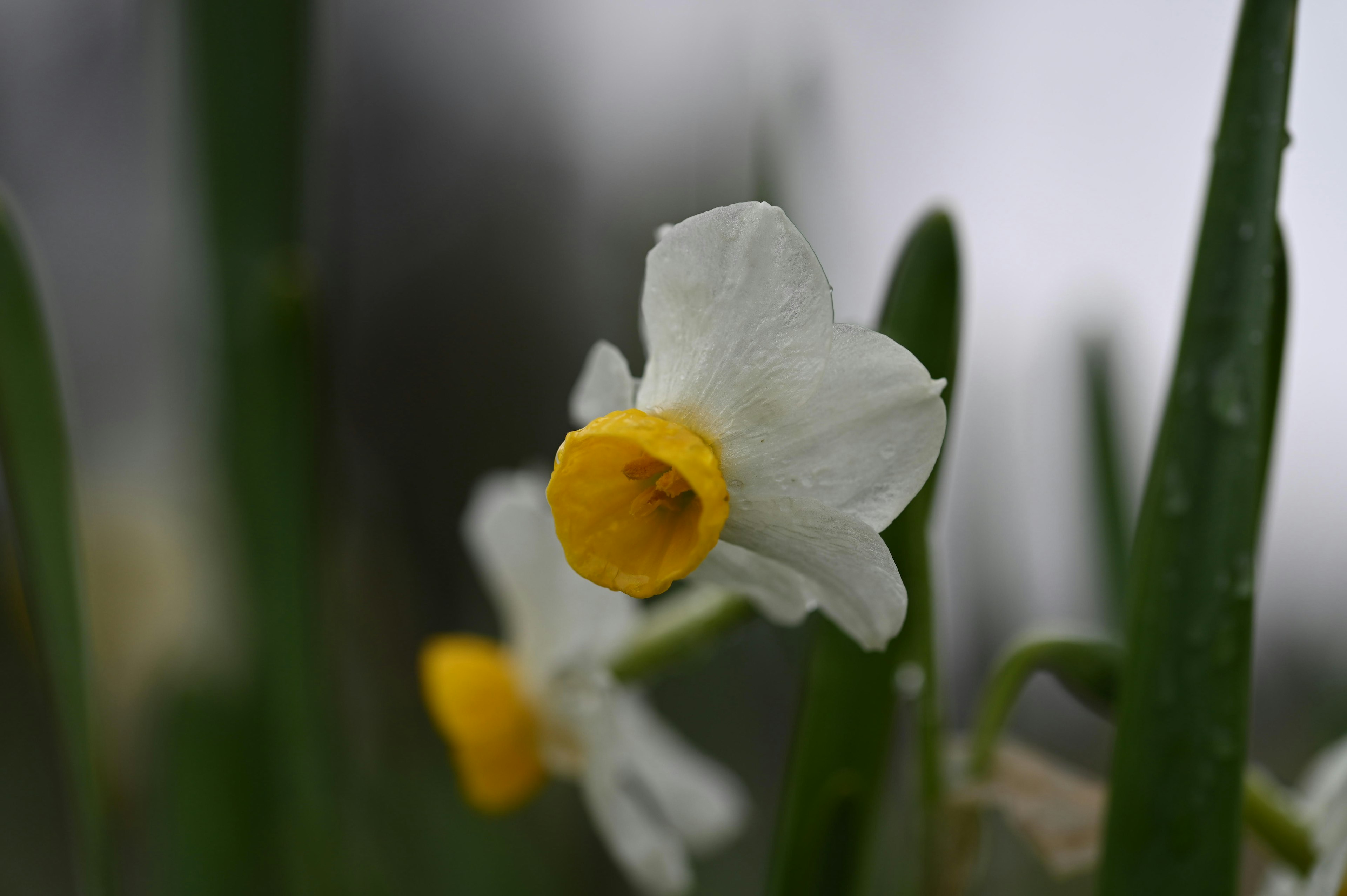 白い花びらと黄色い中心の水仙の花のクローズアップ