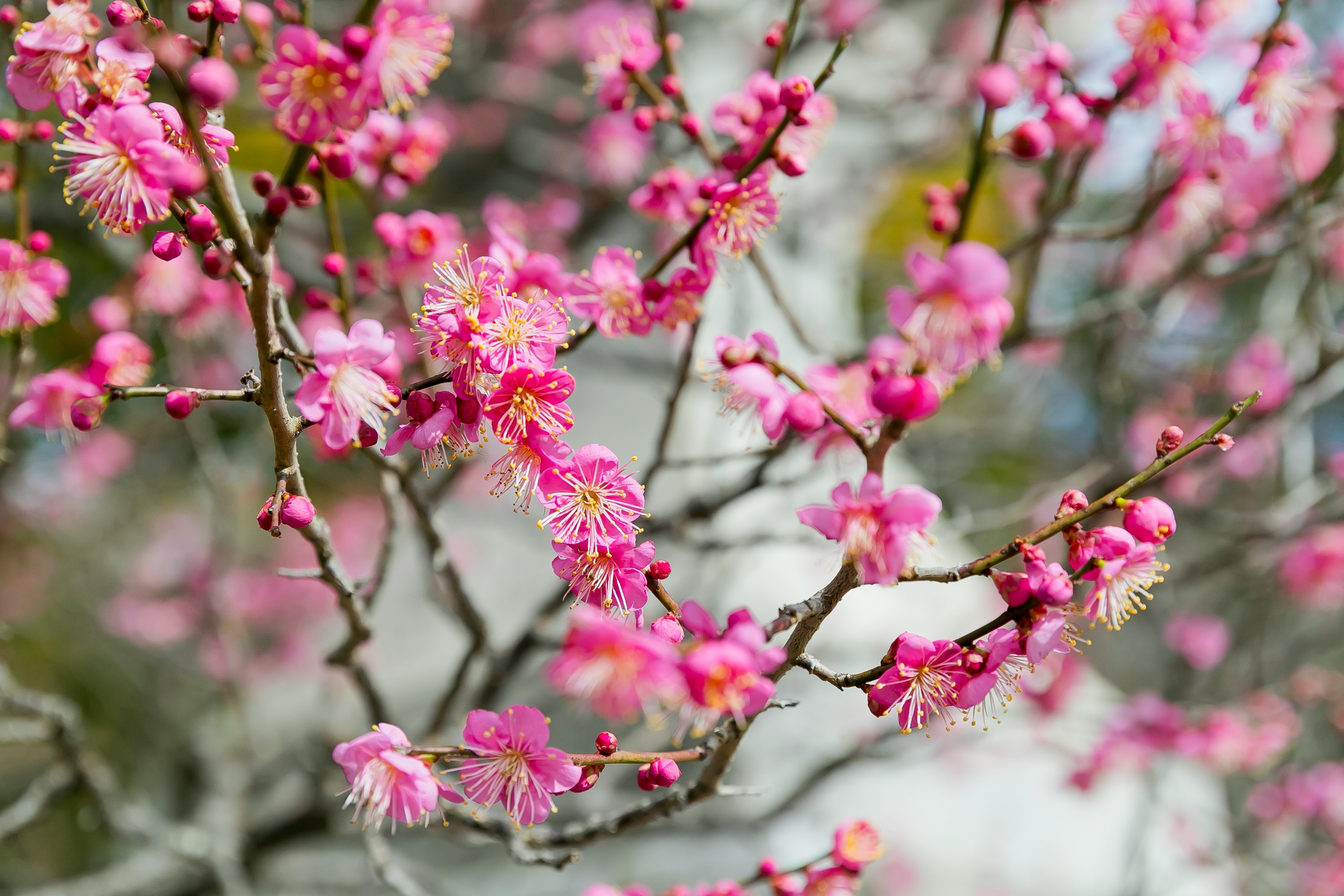 ピンクの花が咲く枝のクローズアップ