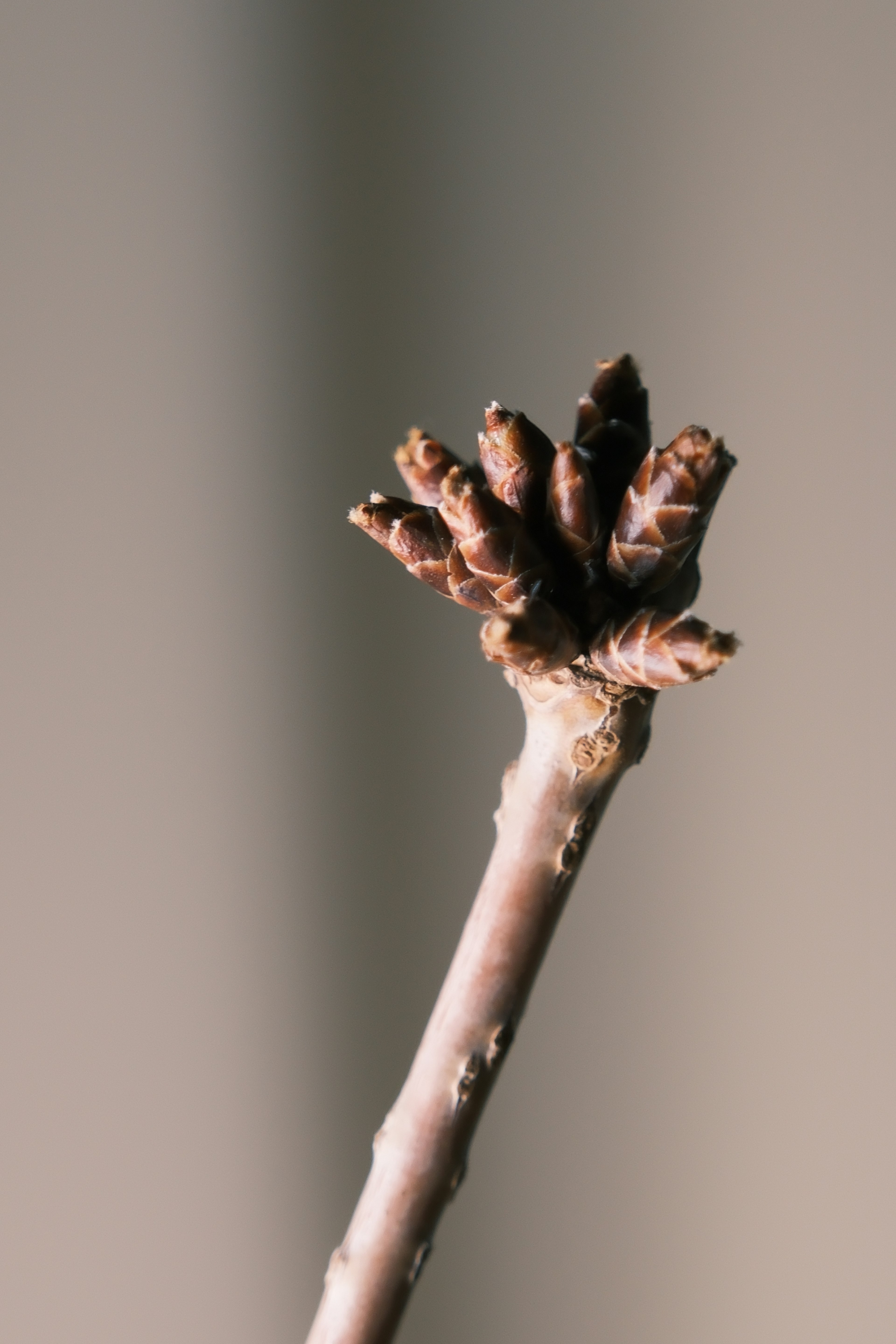 A close-up of a twig with multiple small buds at the tip