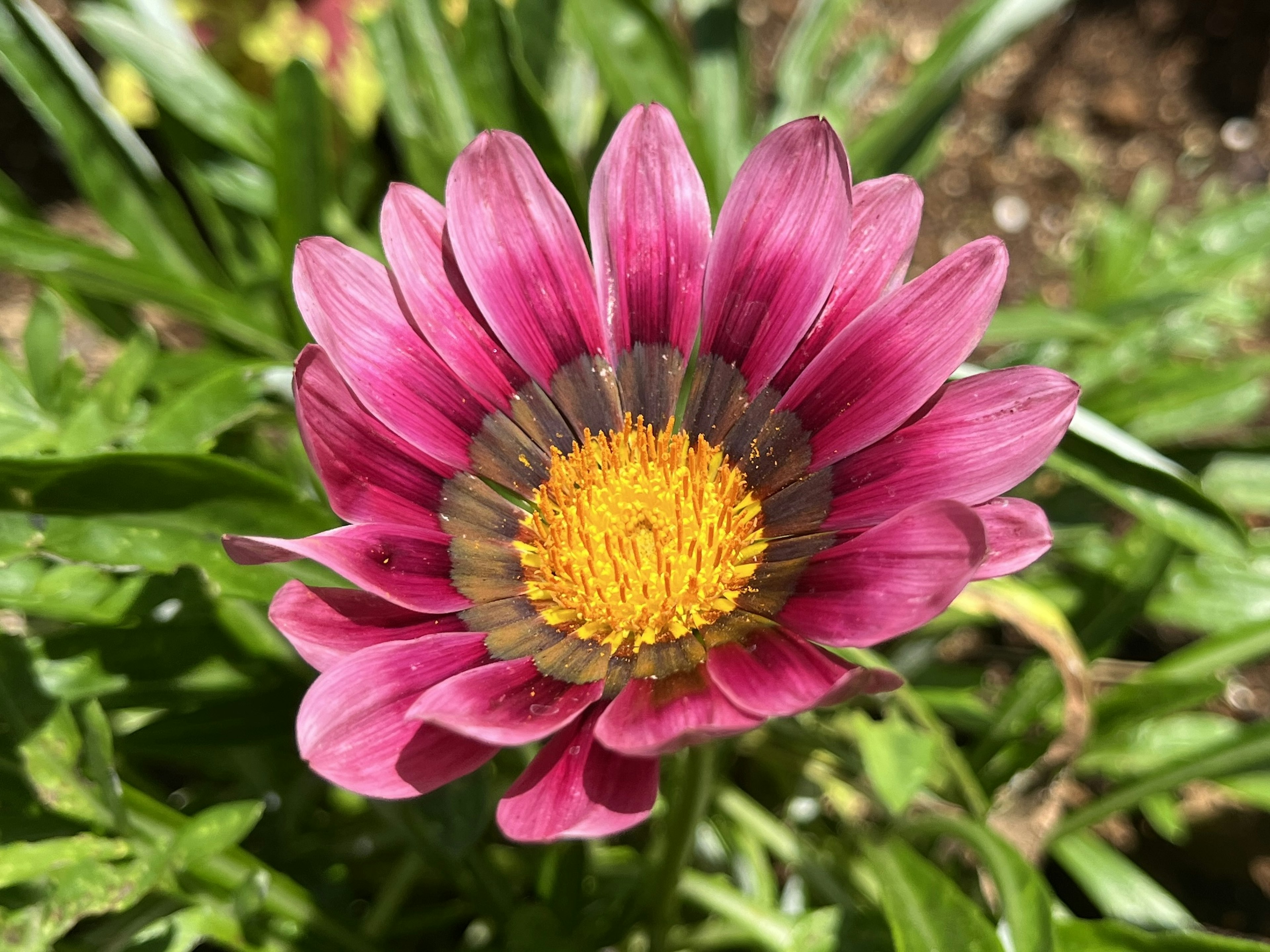 Pétales roses vifs avec un centre jaune d'une fleur Gazania