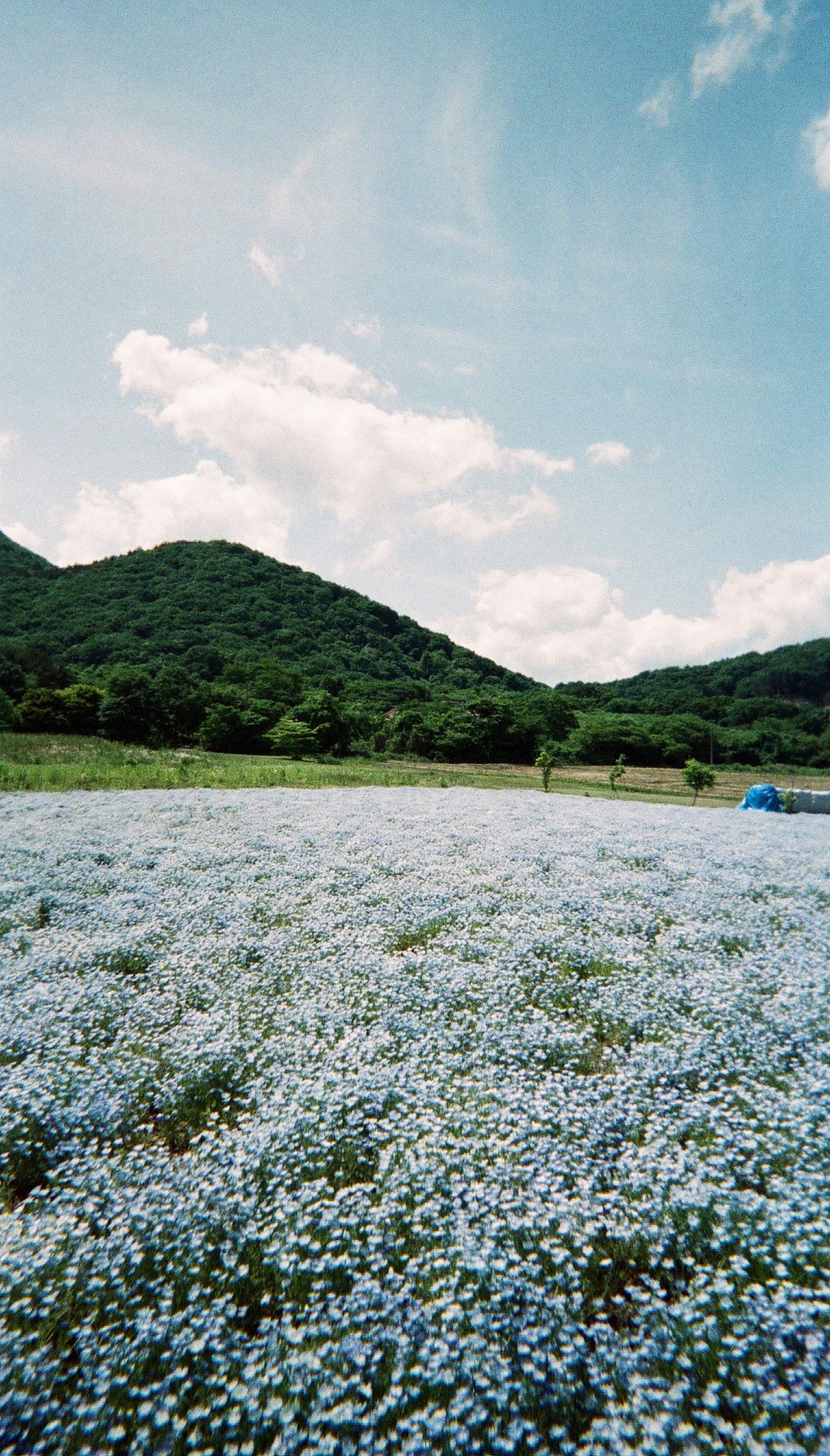 푸른 꽃이 가득한 넓은 들판과 배경의 초록 언덕