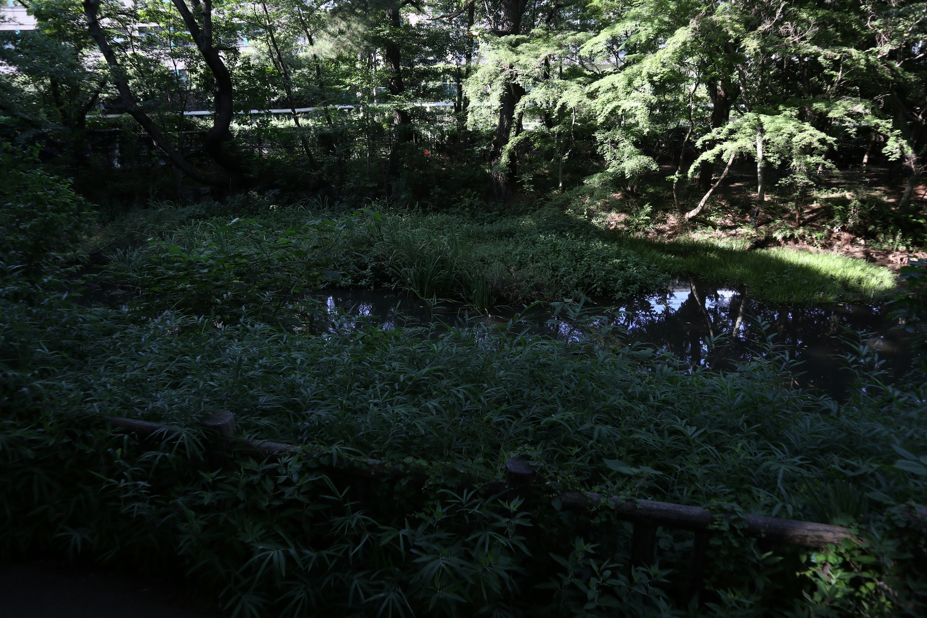 緑豊かな周囲に囲まれた静かな池の風景