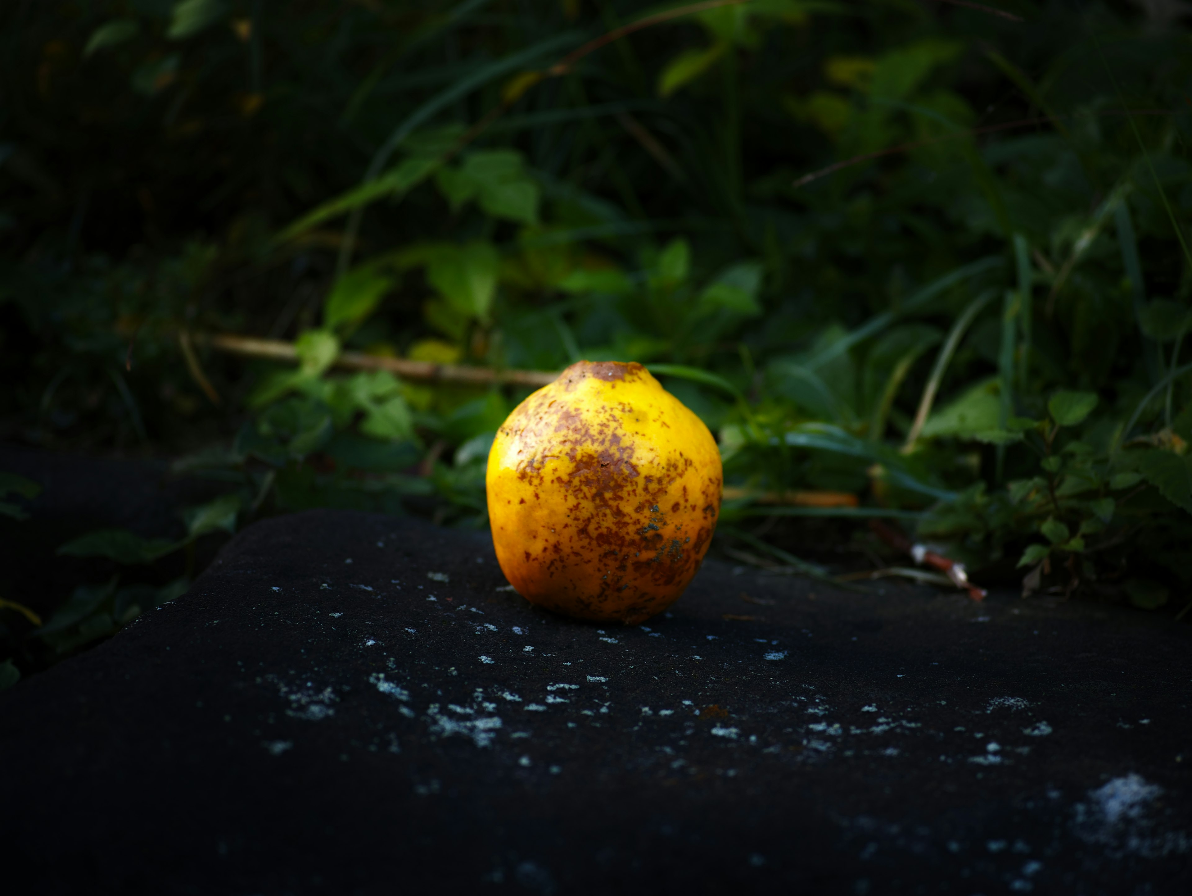 Lemon kuning yang rusak diletakkan di permukaan gelap dikelilingi oleh dedaunan hijau