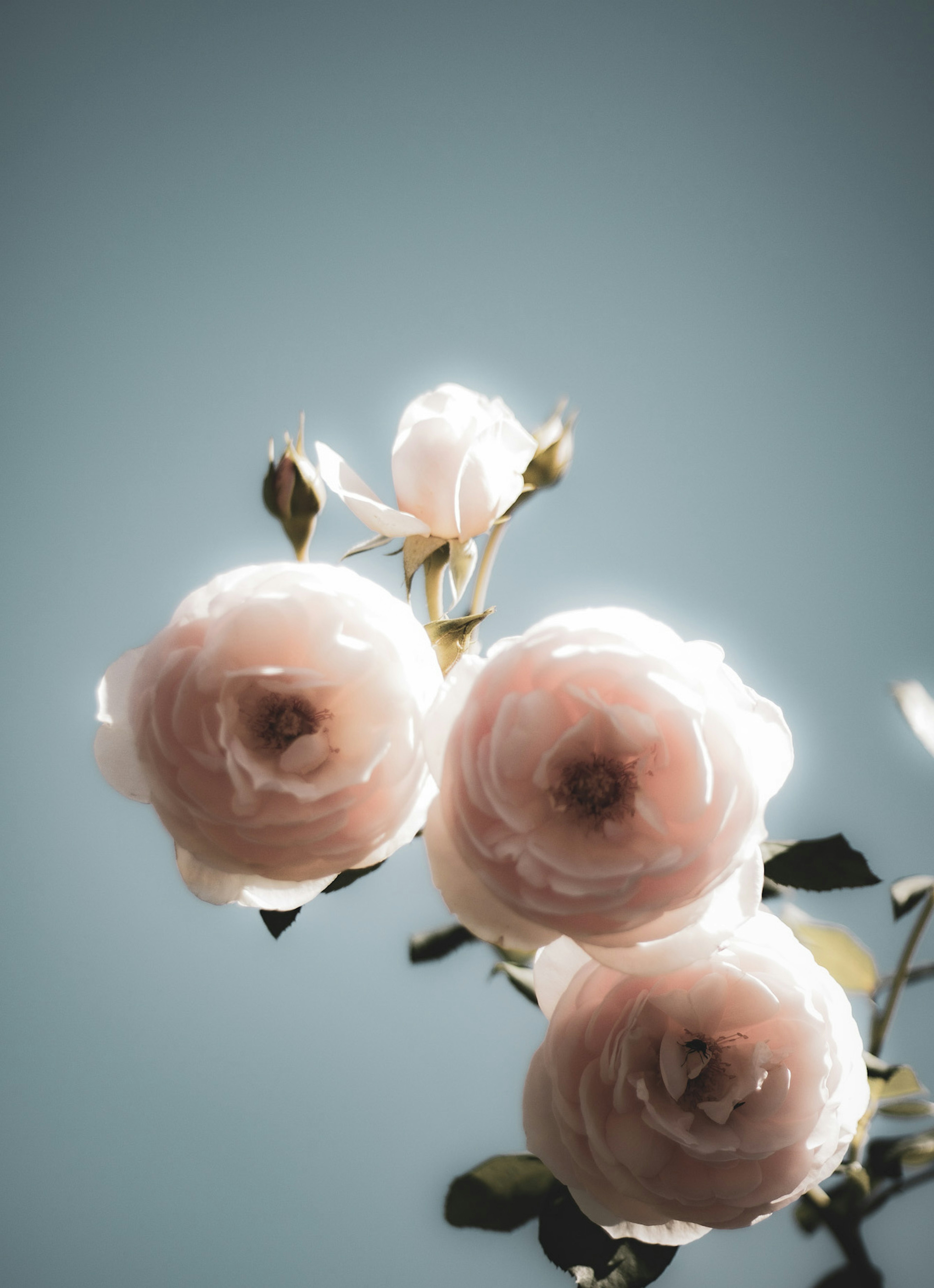 Soft pink roses against a light blue background