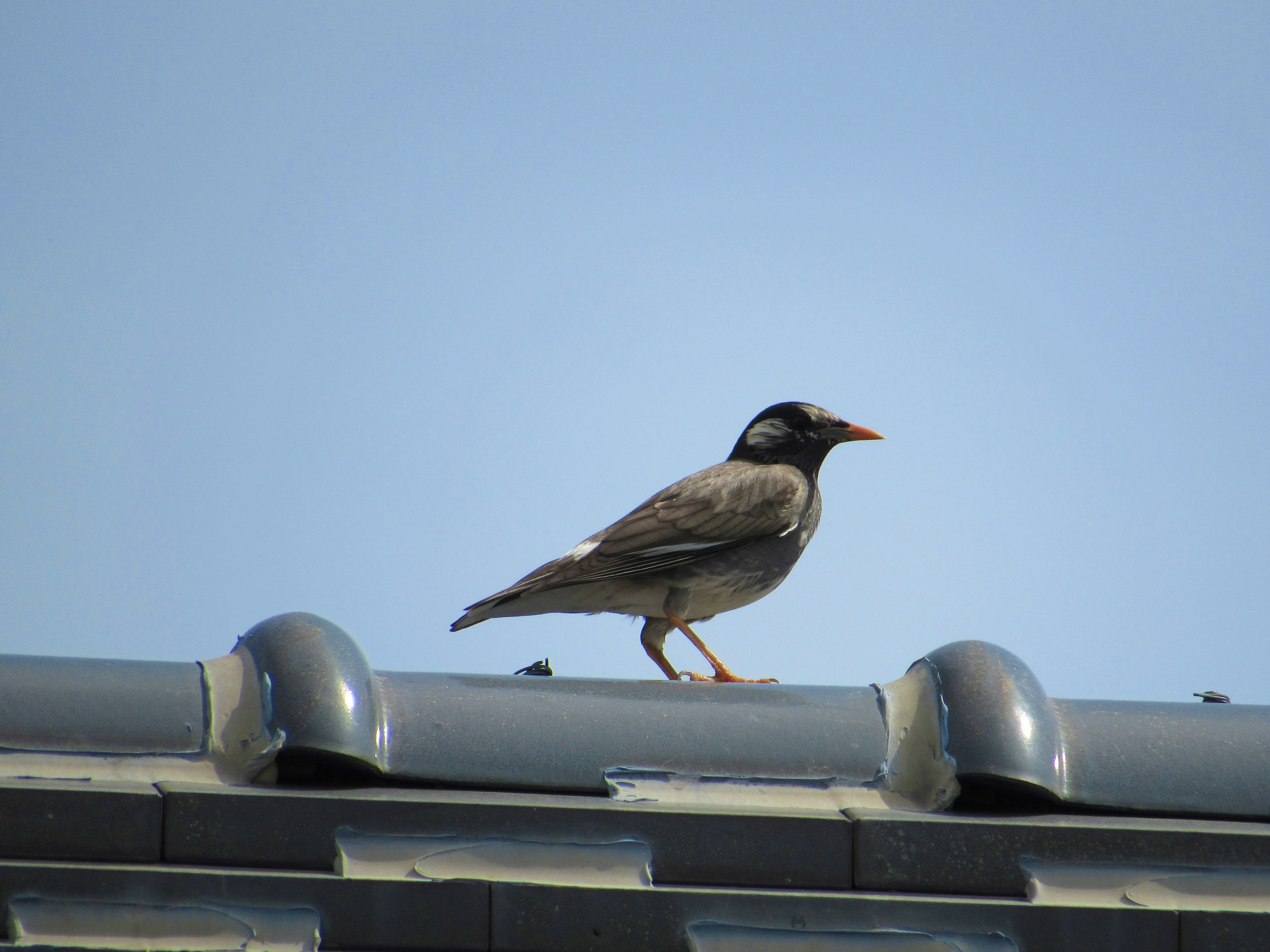 Ein Vogel steht auf einem Dach vor einem klaren blauen Himmel