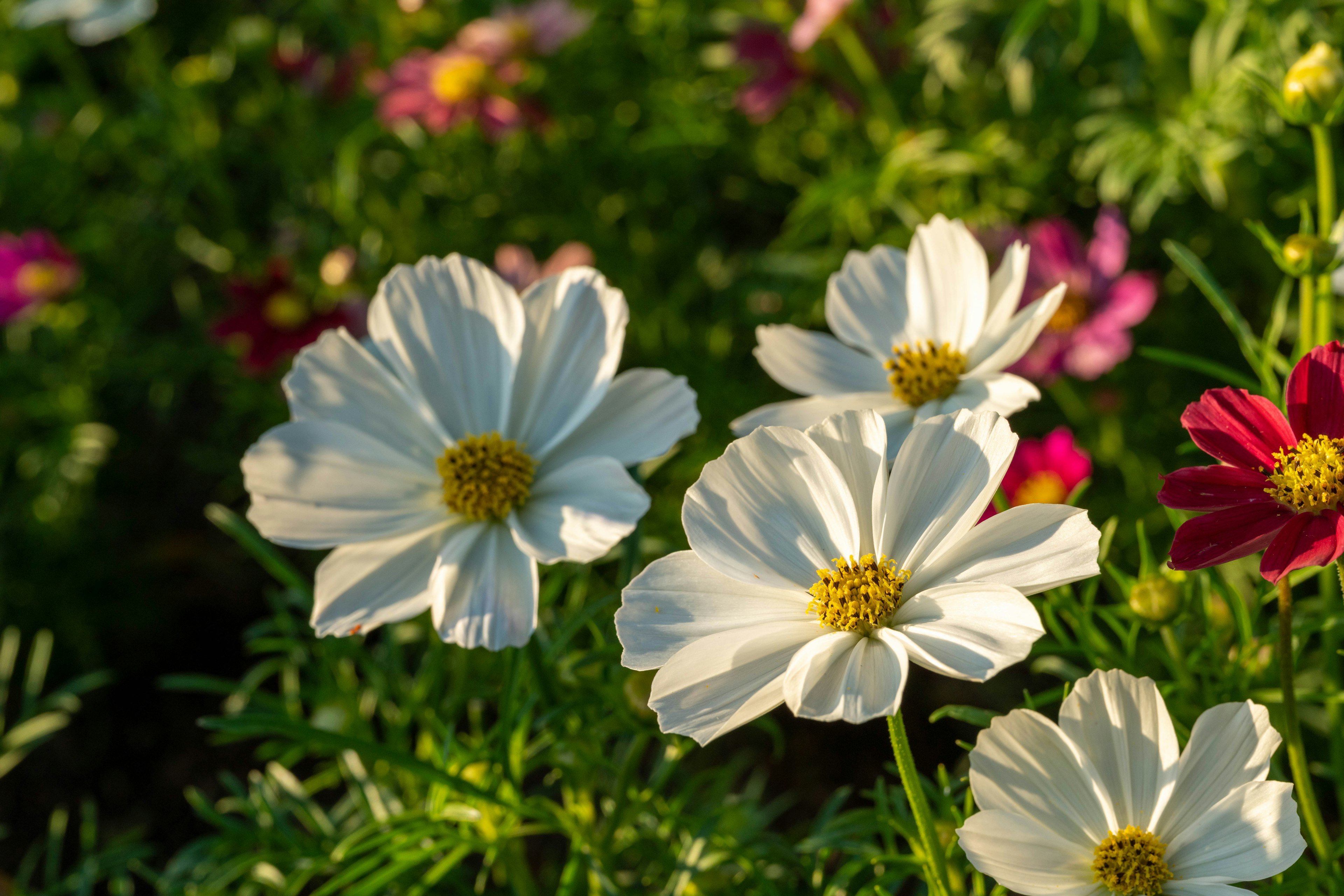 Beautiful garden scene with blooming white flowers