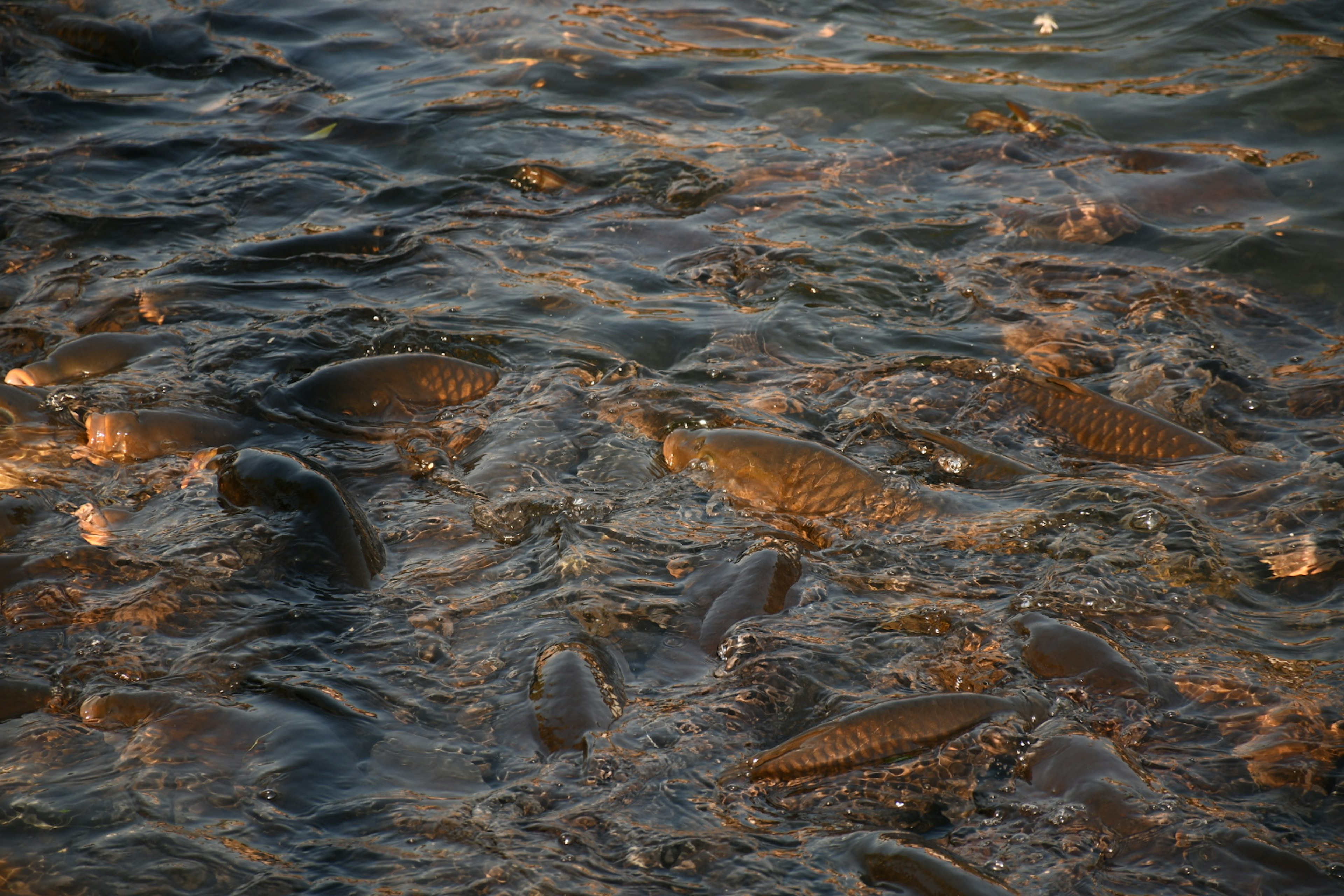 Schwarm von Fischen, die im Wasser mit Wellen schwimmen