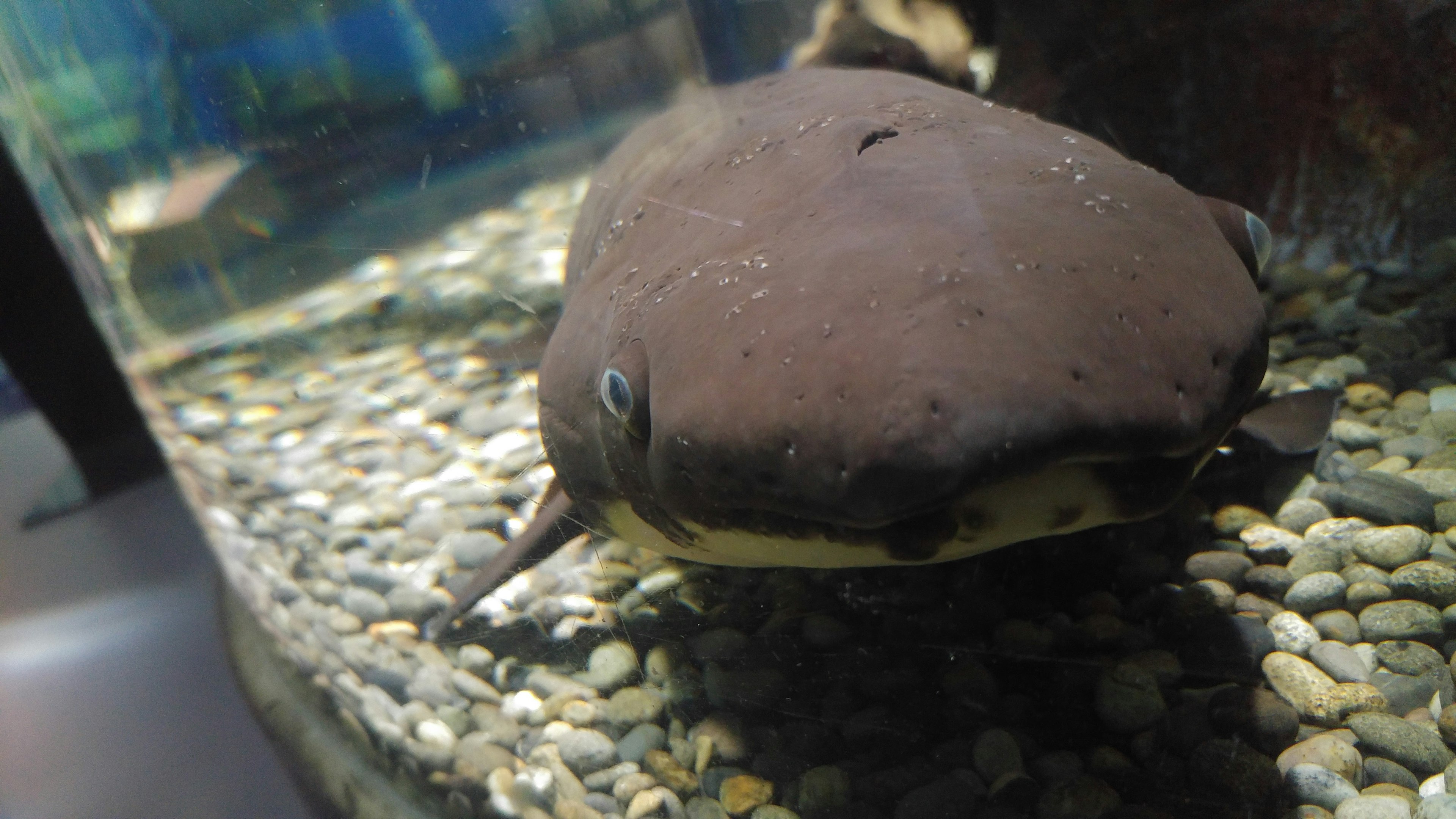 A large fish species in an aquarium featuring a dark body color and a round face