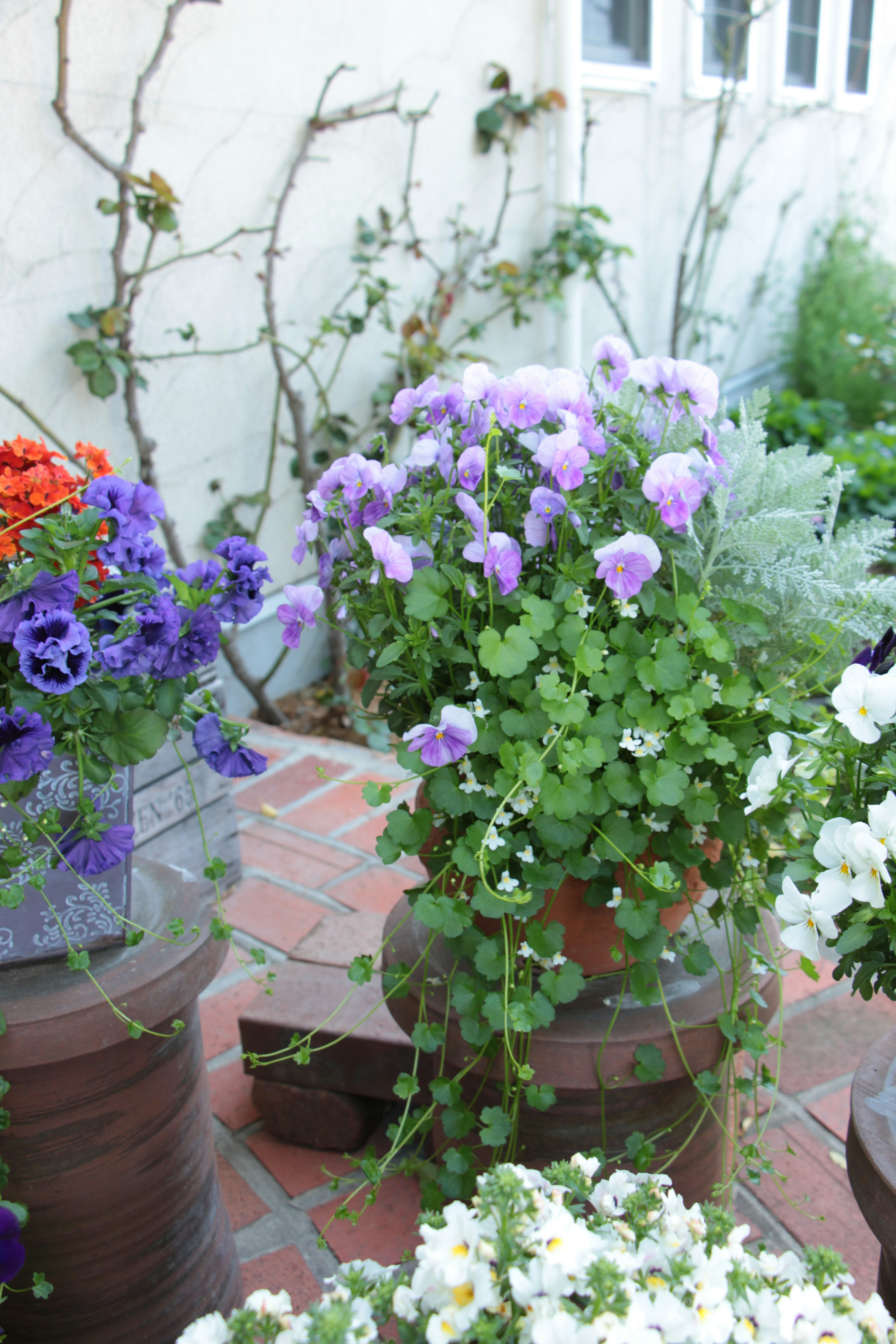 Plantes fleuries colorées dans des pots sur un sol en briques