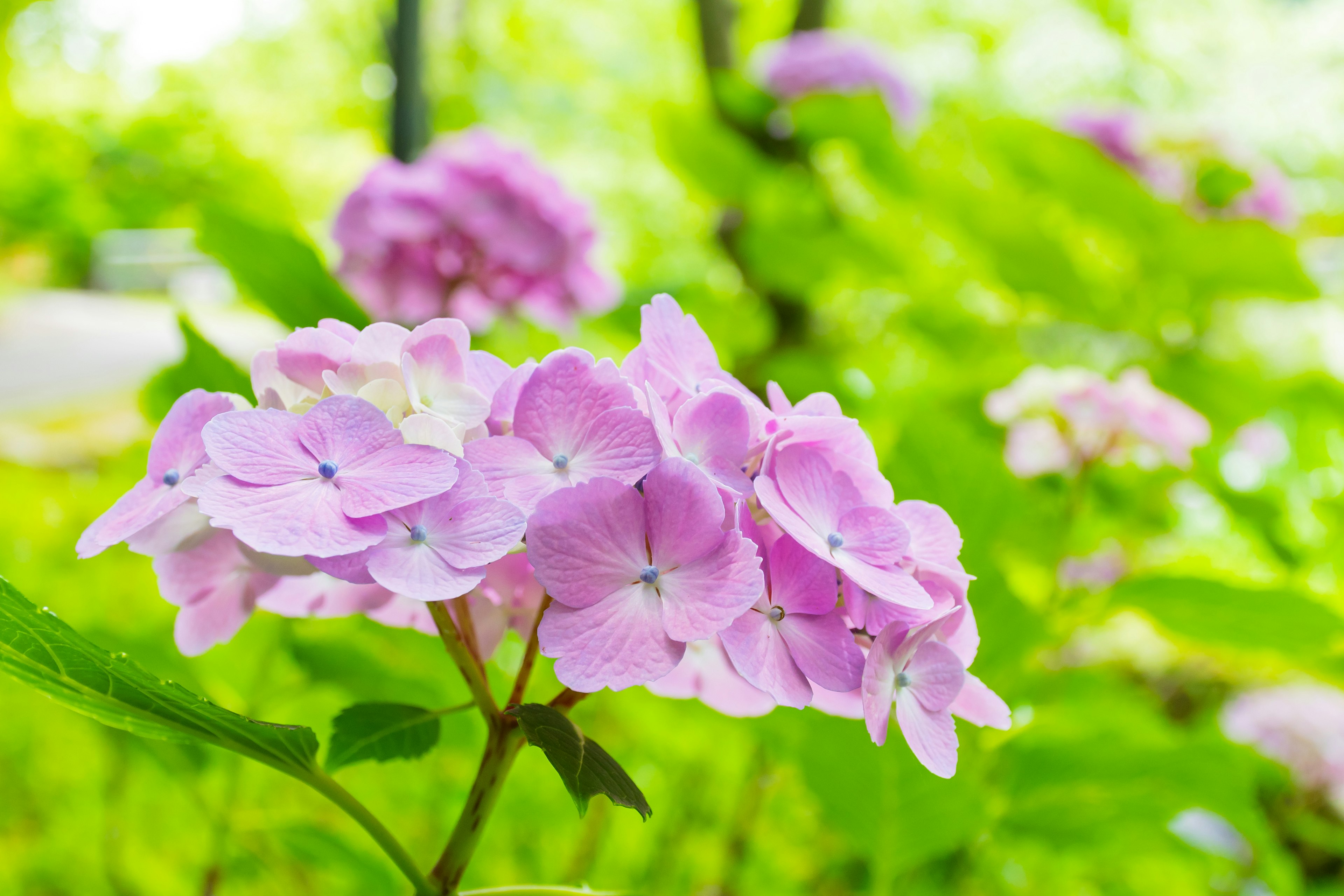 ดอกไม้สีชมพูสวยบานอยู่ในพื้นหลังสีเขียวชอุ่ม