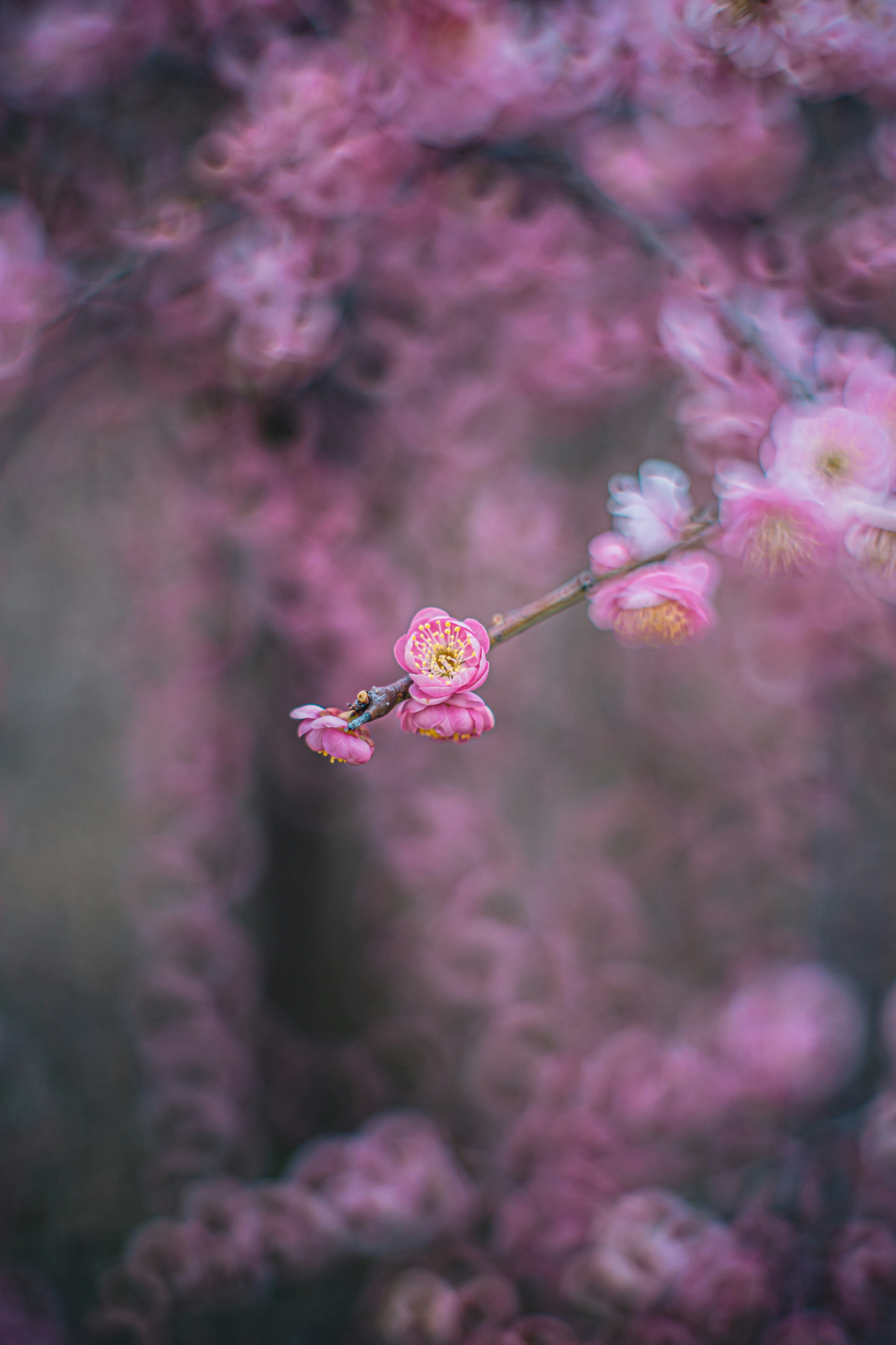 Close-up of a branch with pale pink flowers blurred background of blossoms