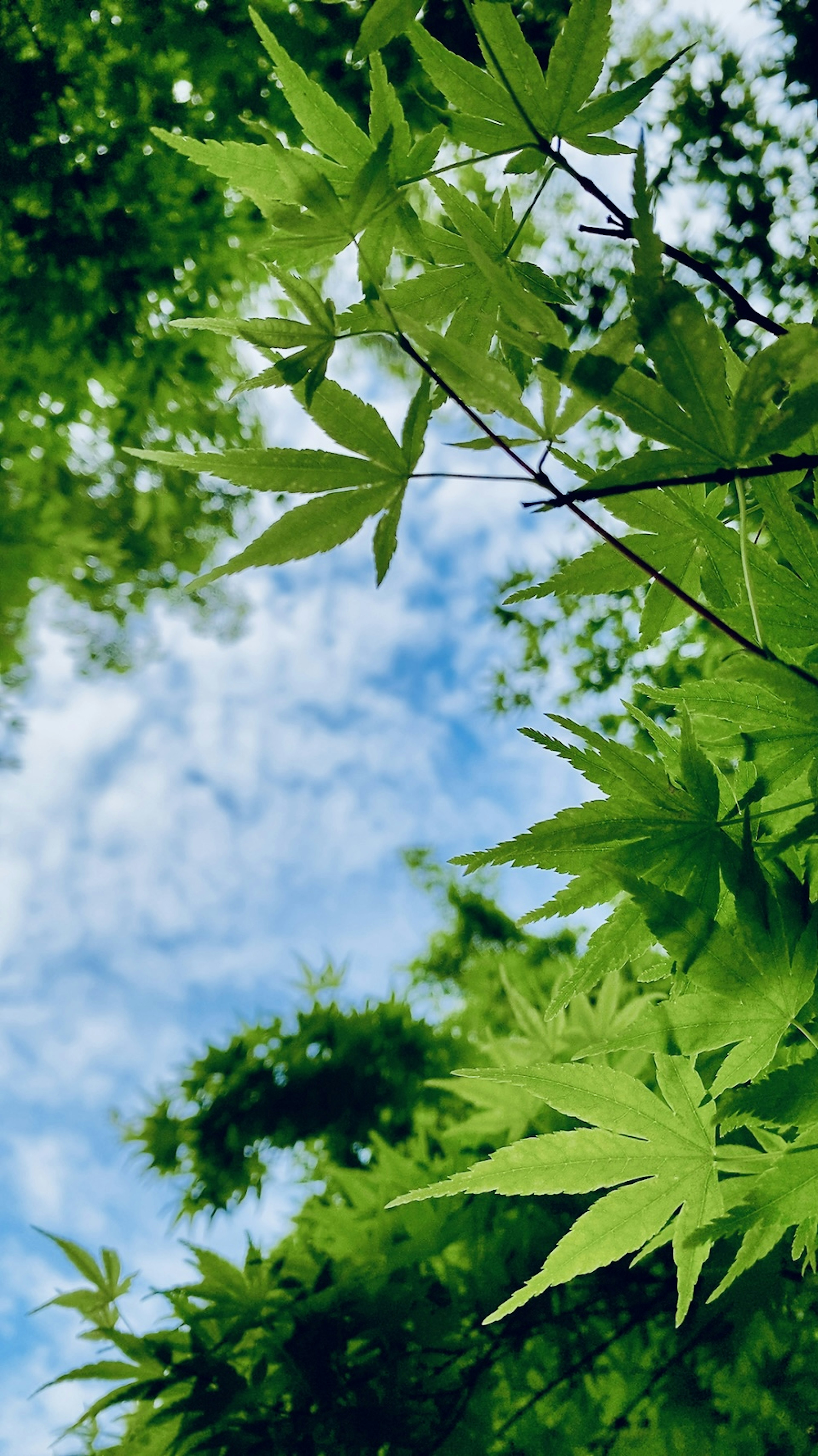 Blick auf grüne Blätter vor blauem Himmel