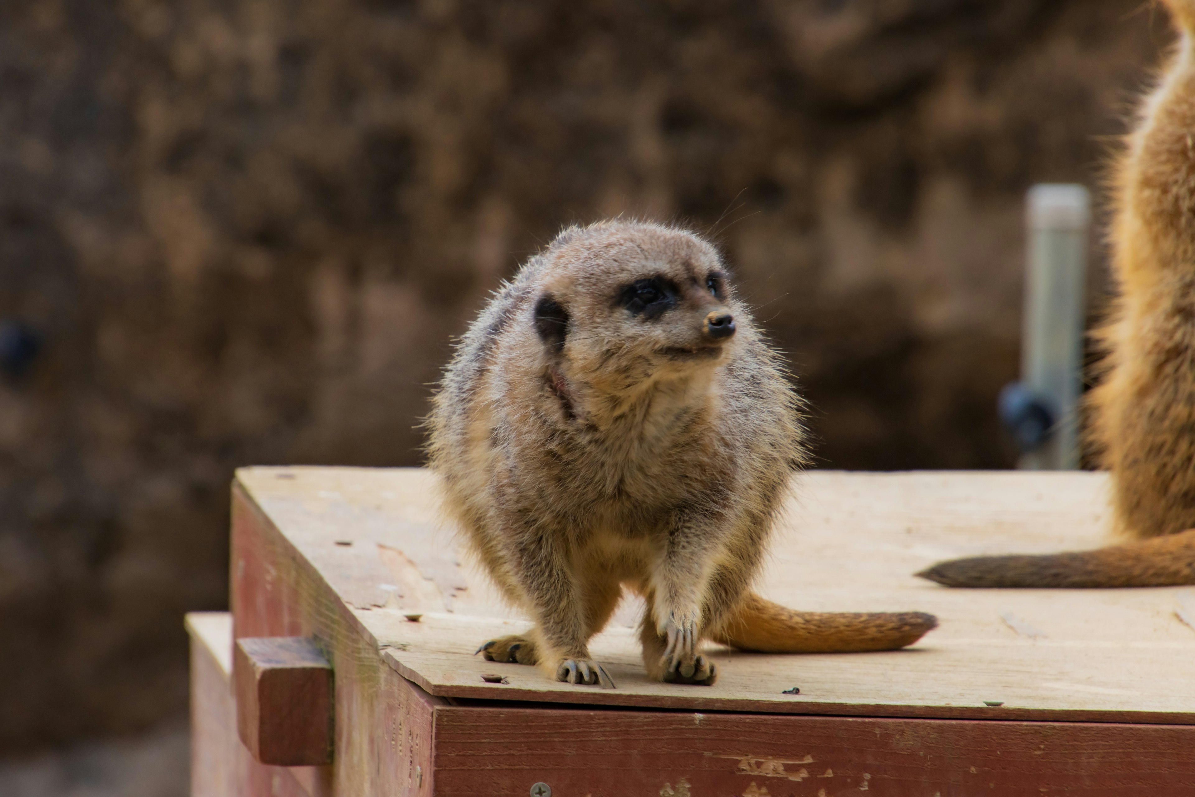 Un suricata in piedi su una piattaforma di legno