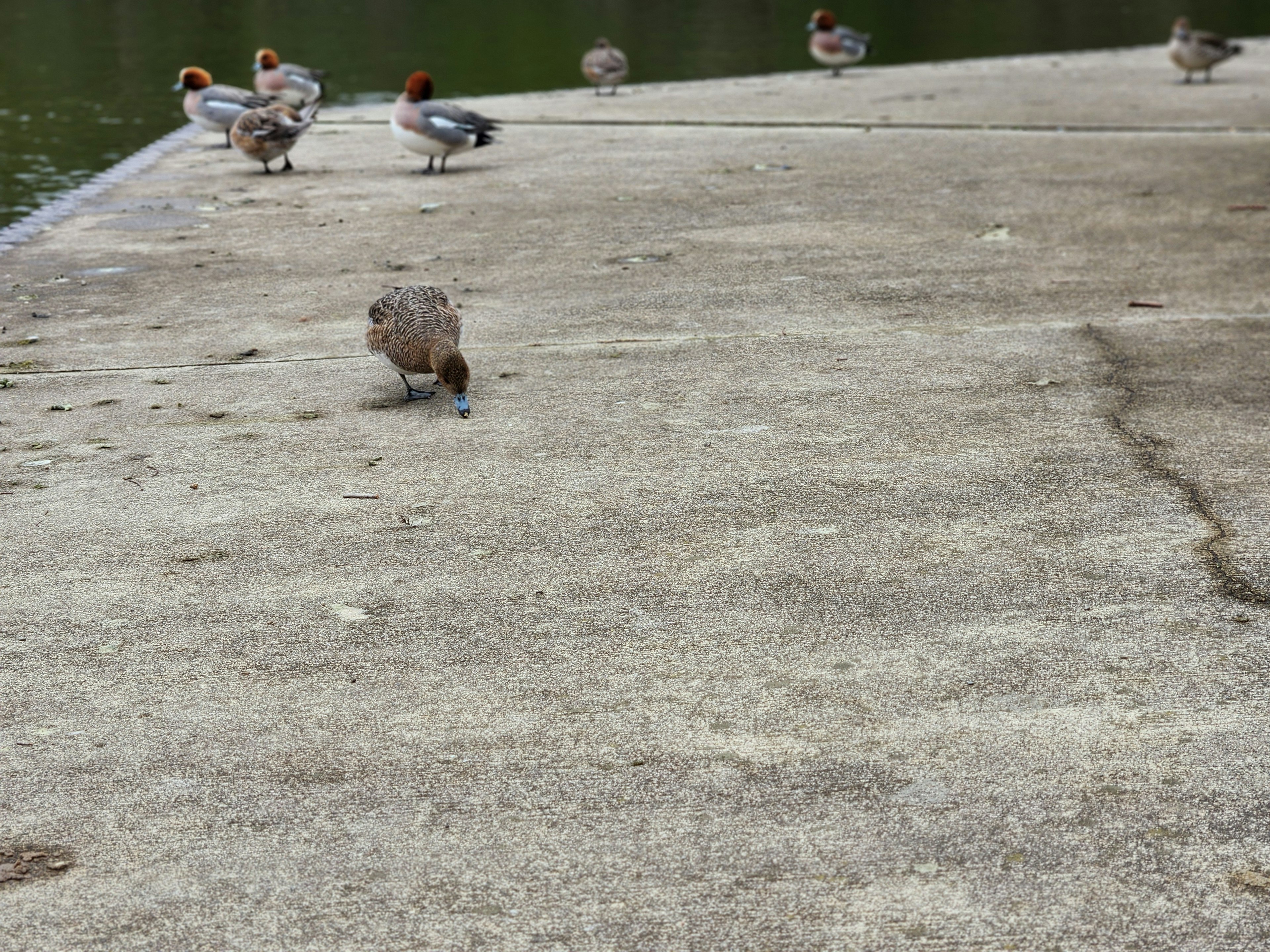 Canards sur une jetée en béton près de l'eau