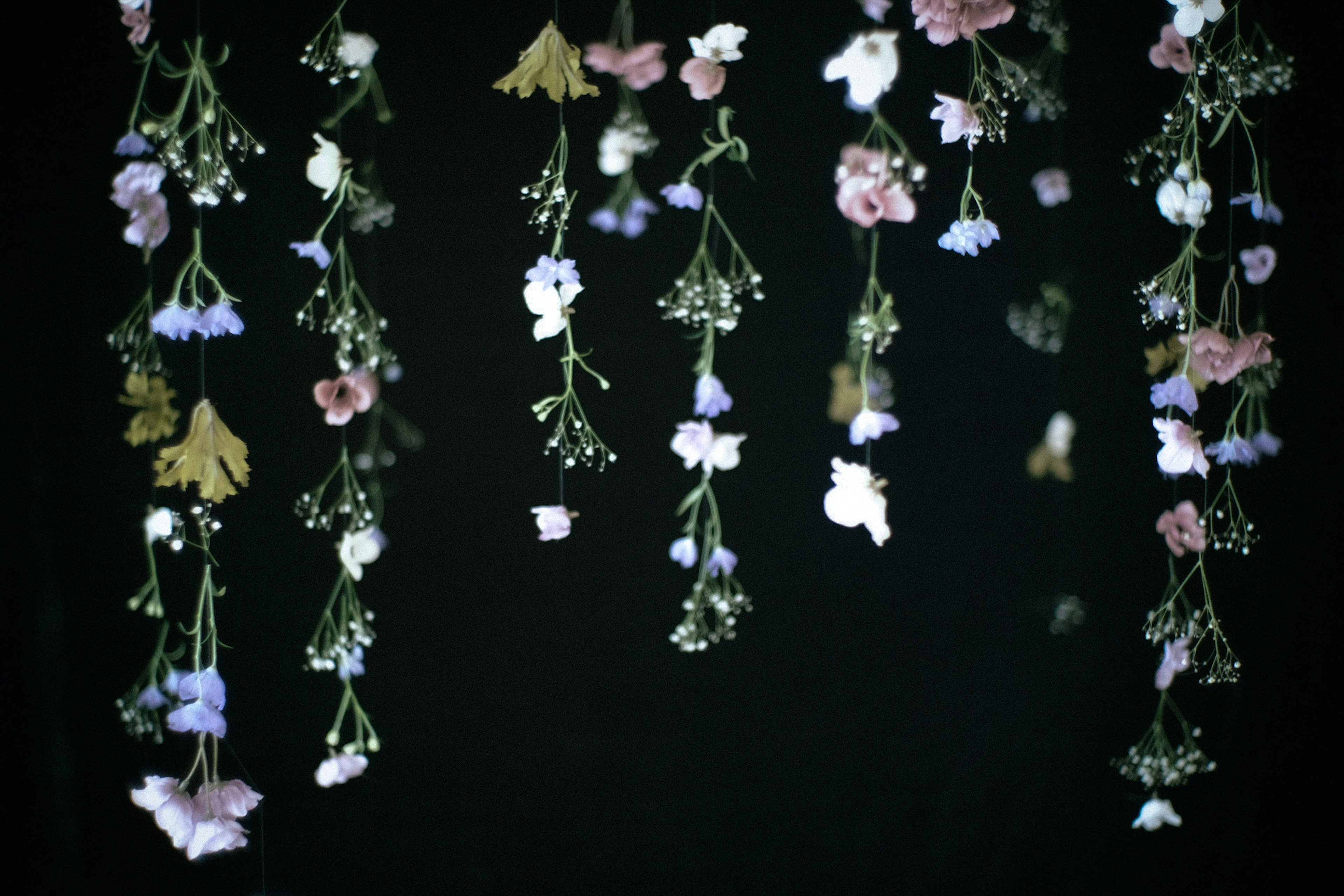 Bunte Blumen und Blätter, die vor einem schwarzen Hintergrund hängen