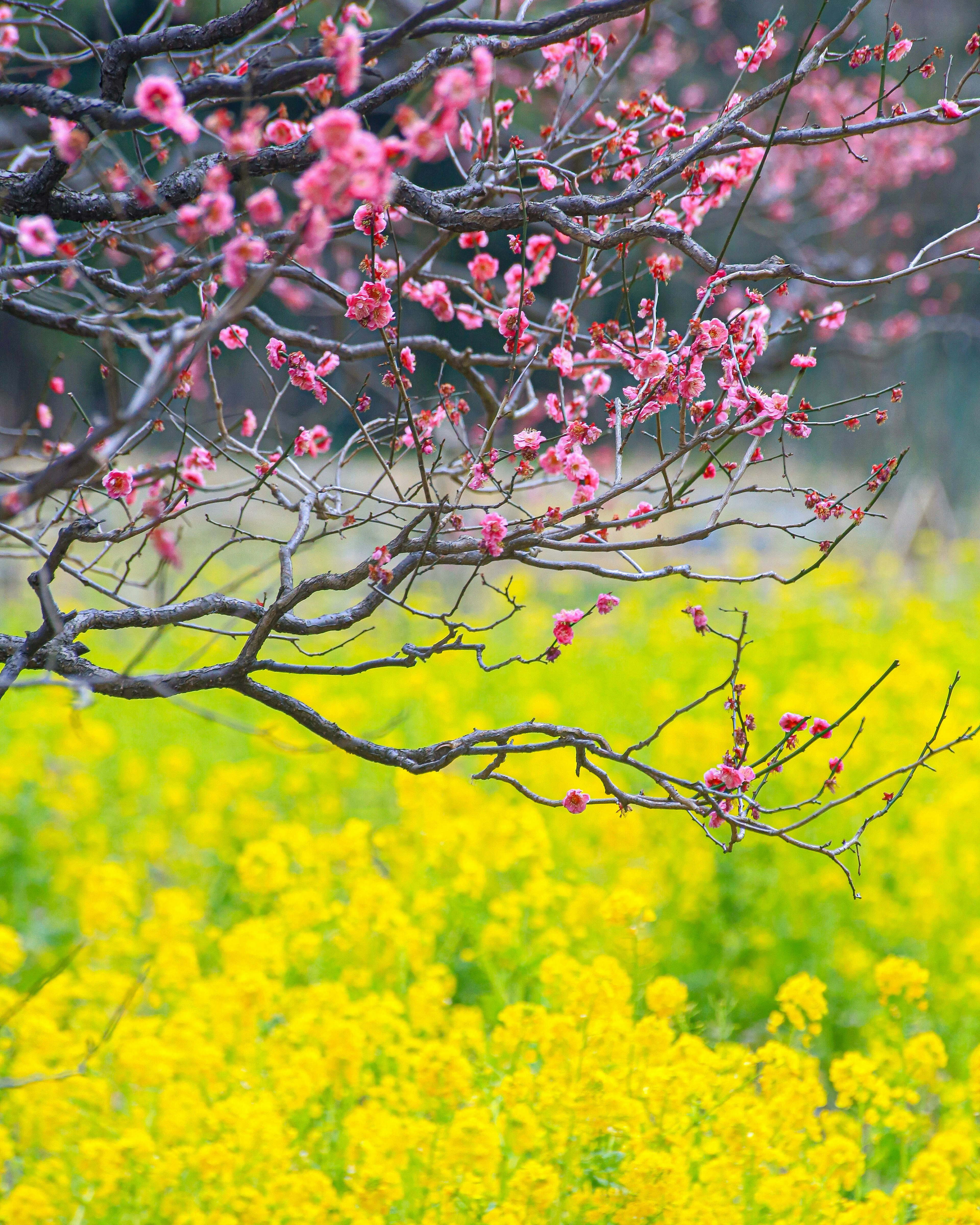 A vibrant pink flowering tree branches over a field of bright yellow flowers