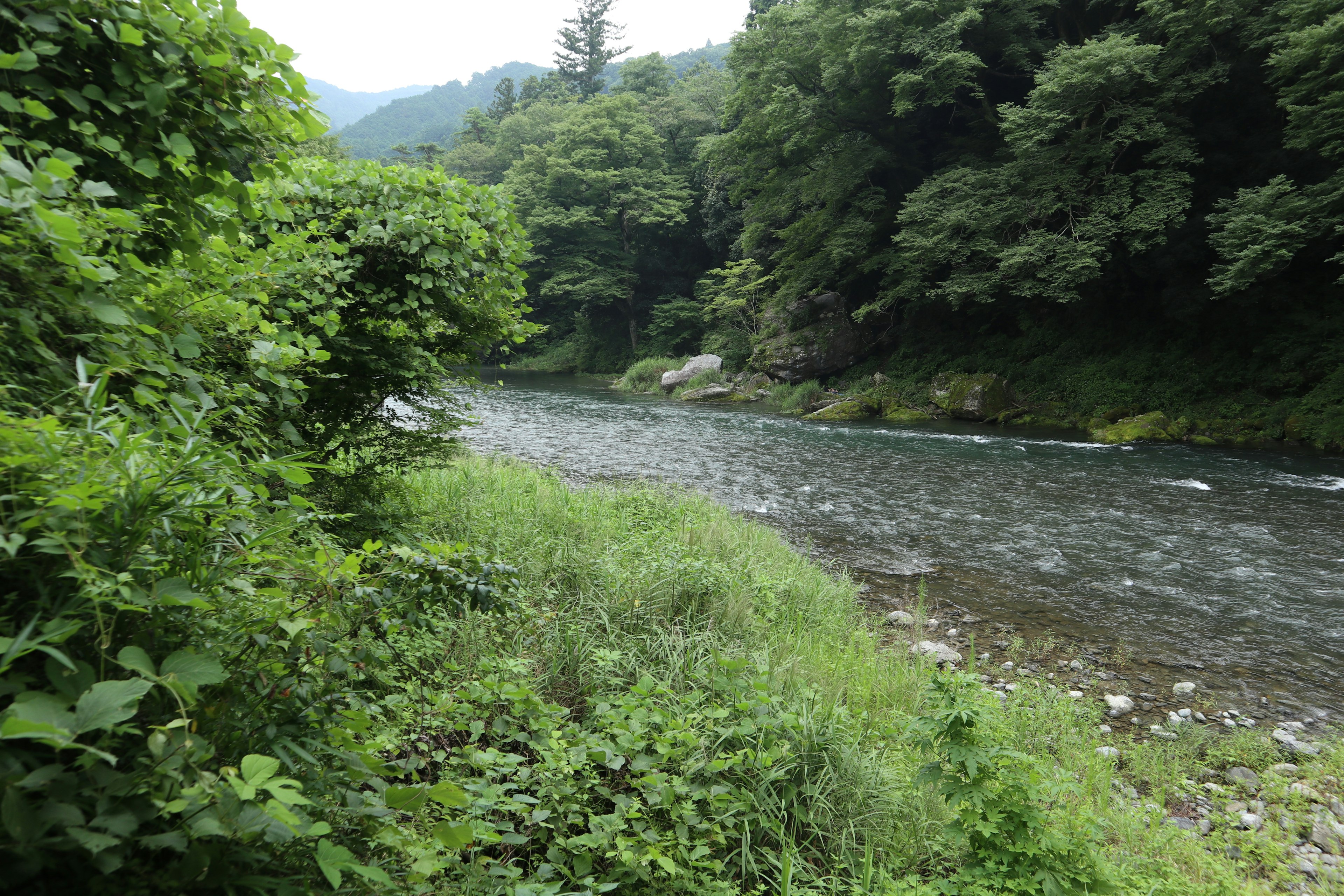 A serene river surrounded by lush green trees