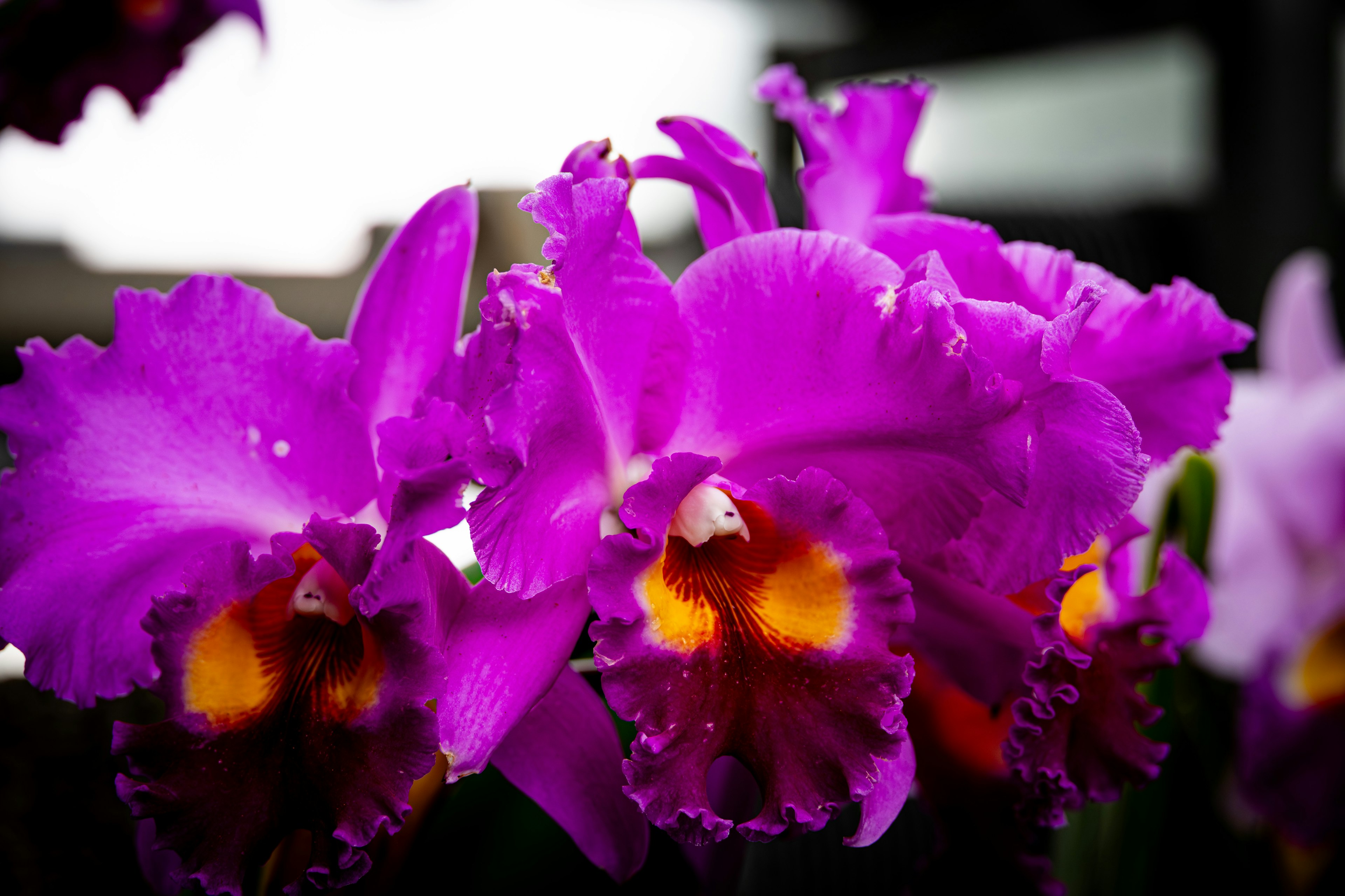 Lebendige lila Cattleya-Orchideen in Blüte