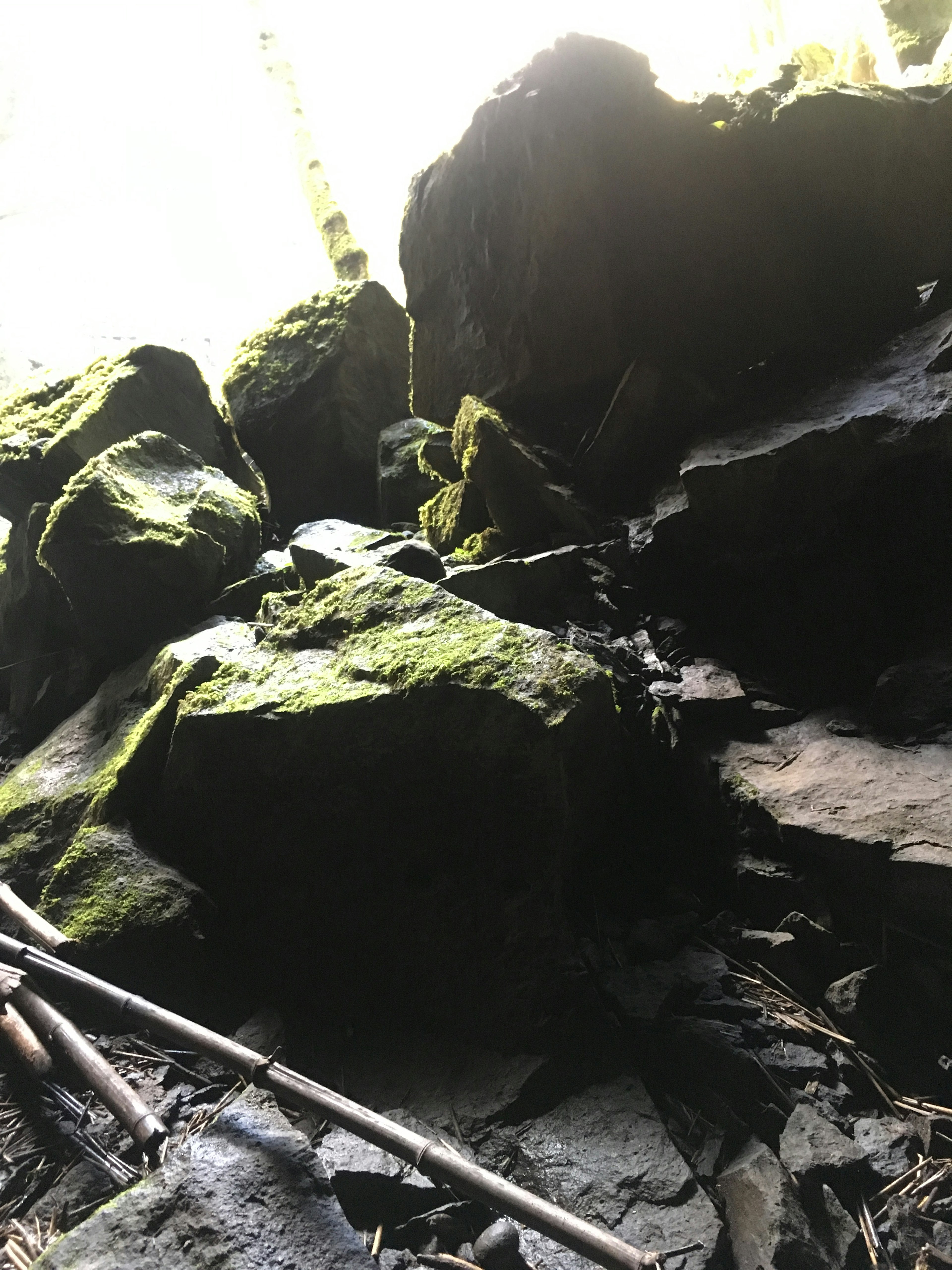 Rochers couverts de mousse et feuilles sèches éparpillées dans un cadre naturel