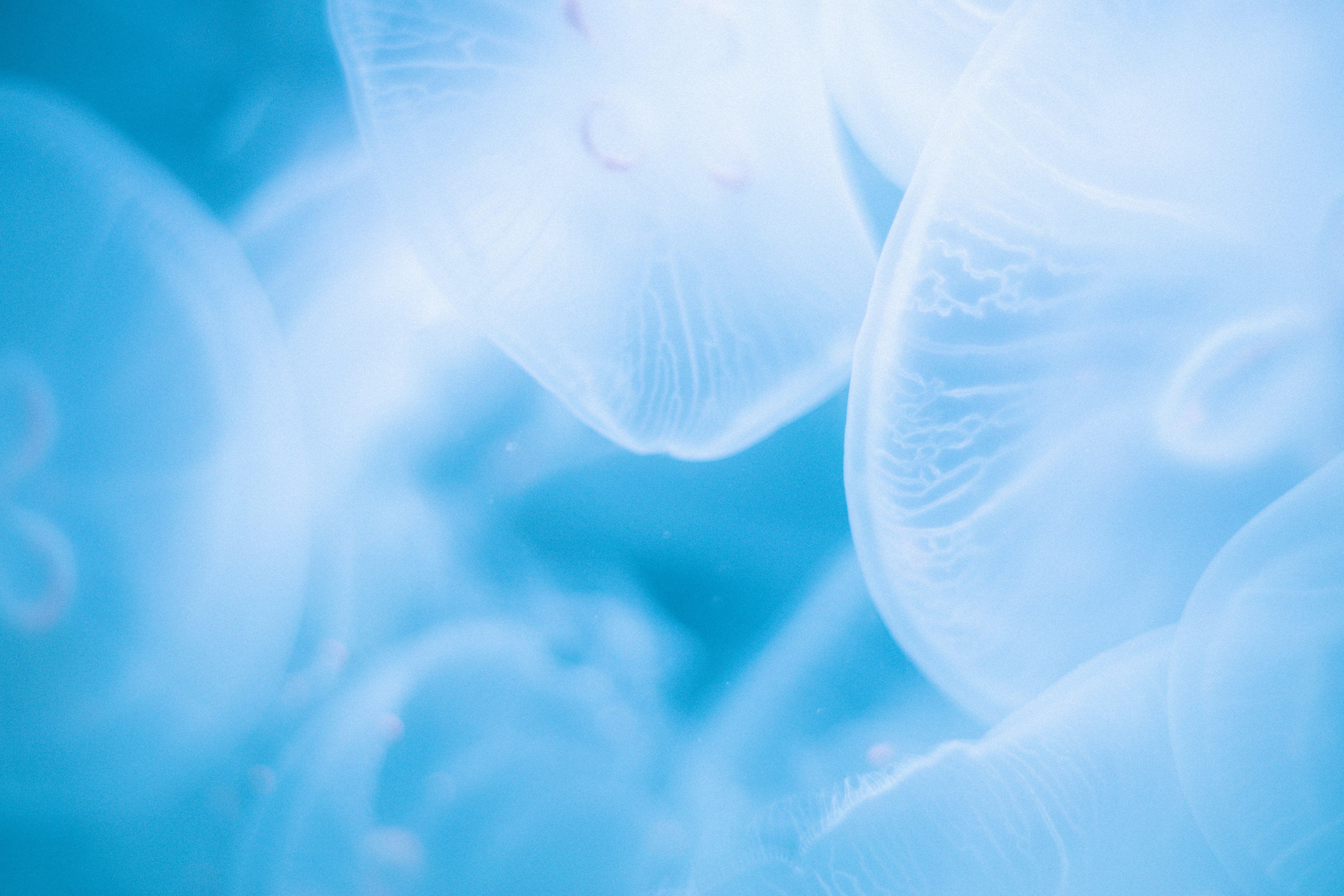 A cluster of translucent jellyfish floating in blue water