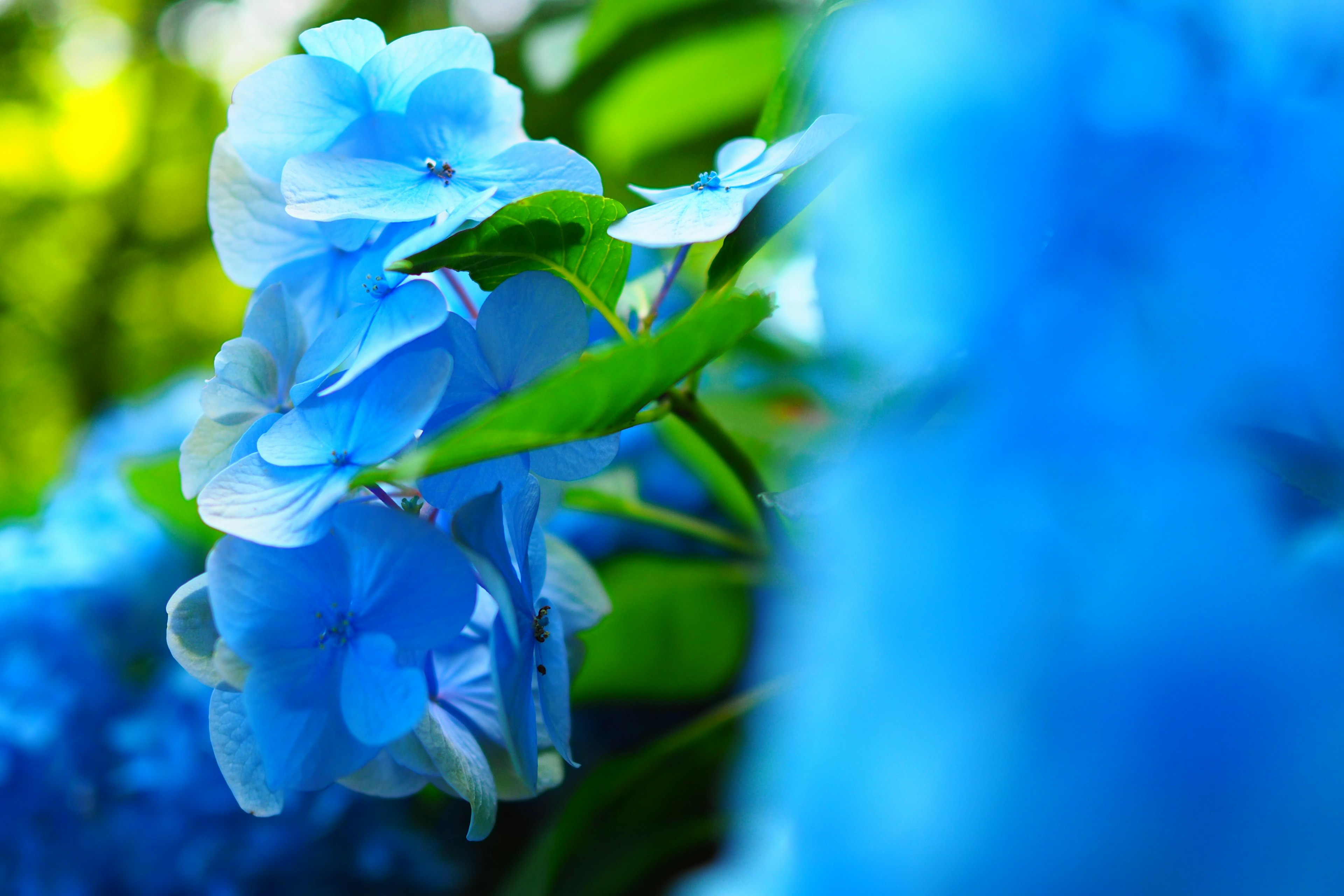 青いアジサイの花のクローズアップ 緑の葉と背景のぼかし