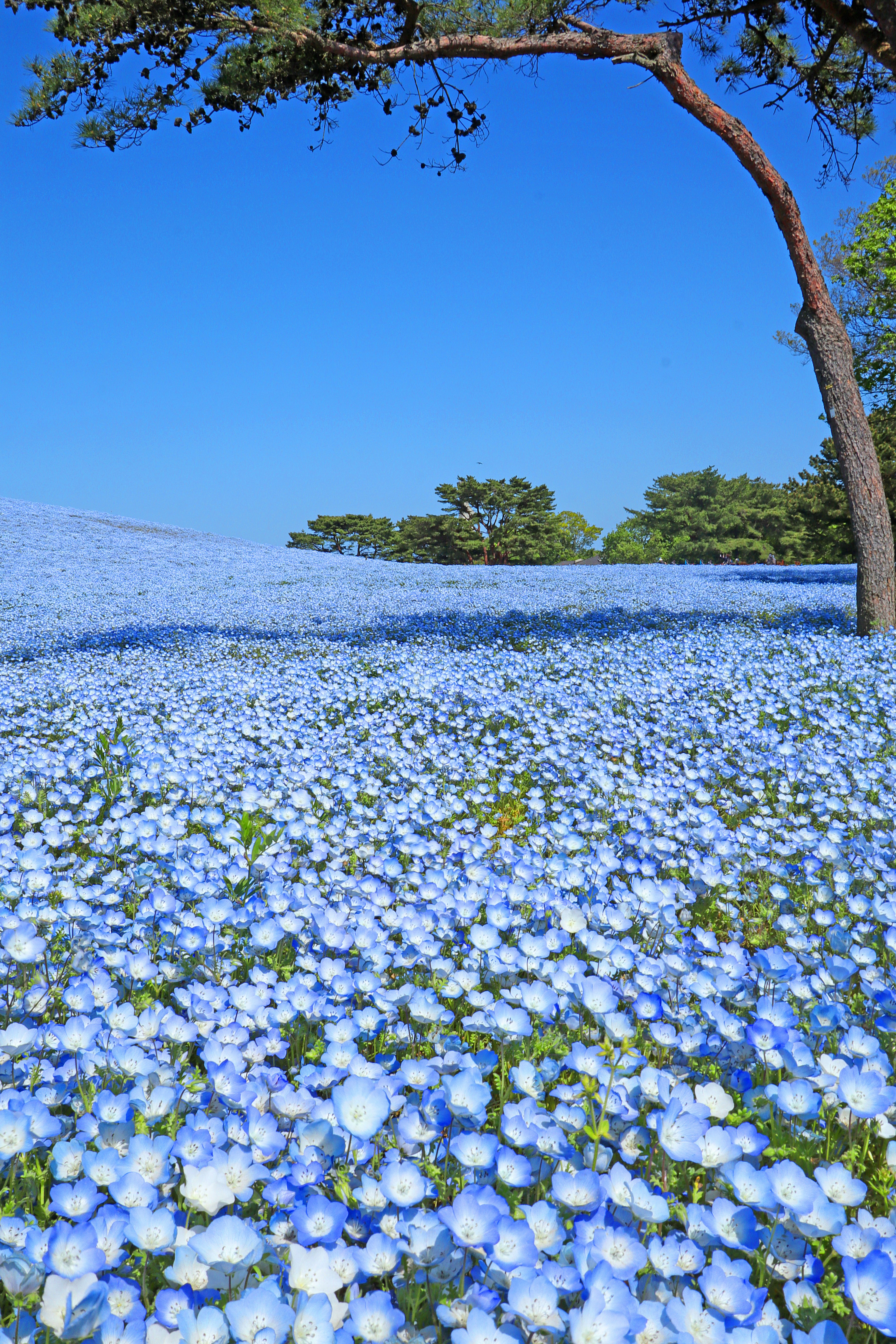 青い花が広がる風景と青空の背景