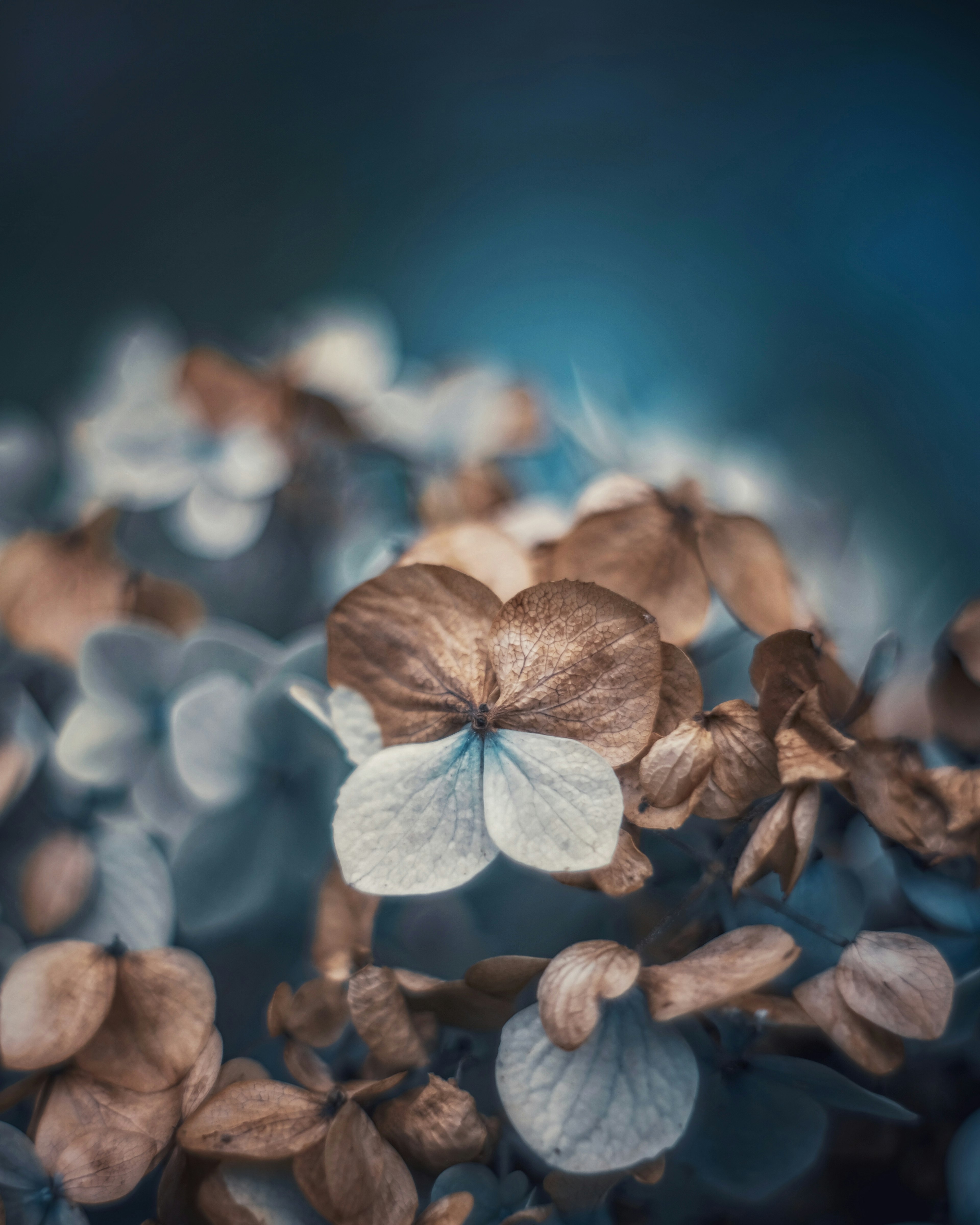 Pétales de hortensia séchés se chevauchant sur un fond bleuâtre avec un pétale blanc proéminent