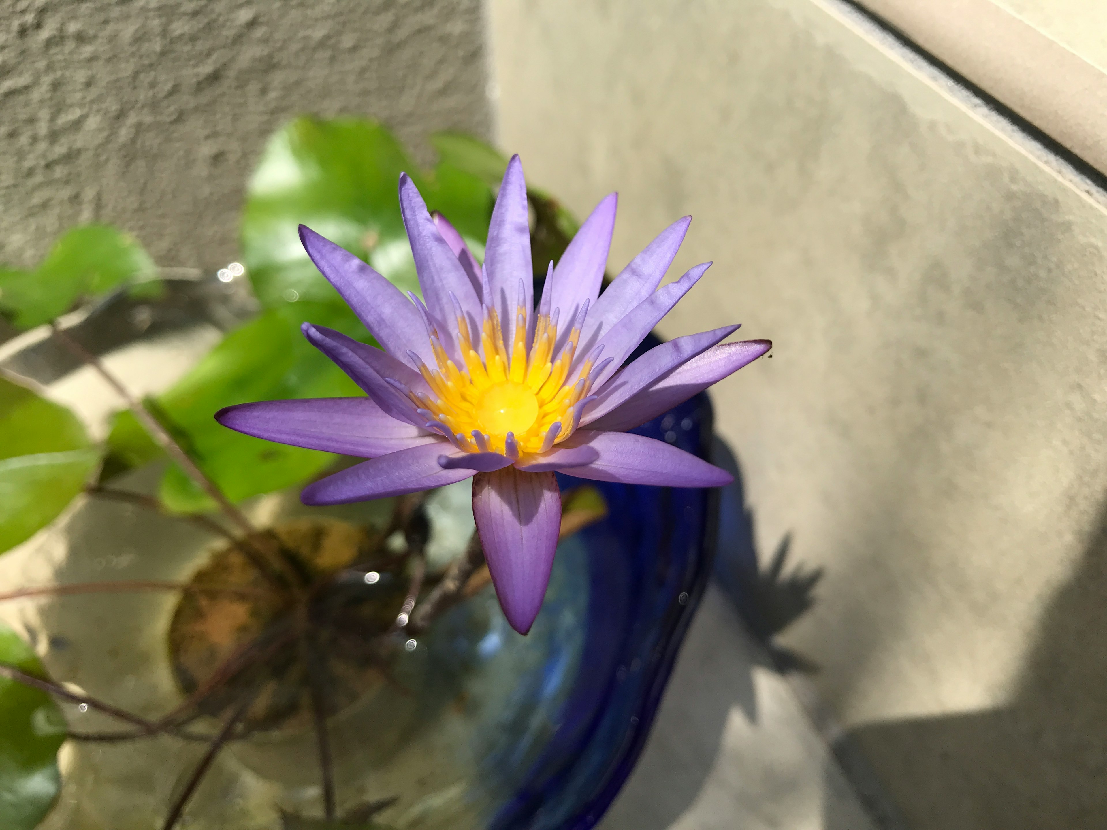 Un lirio acuático morado flotando en un tazón azul