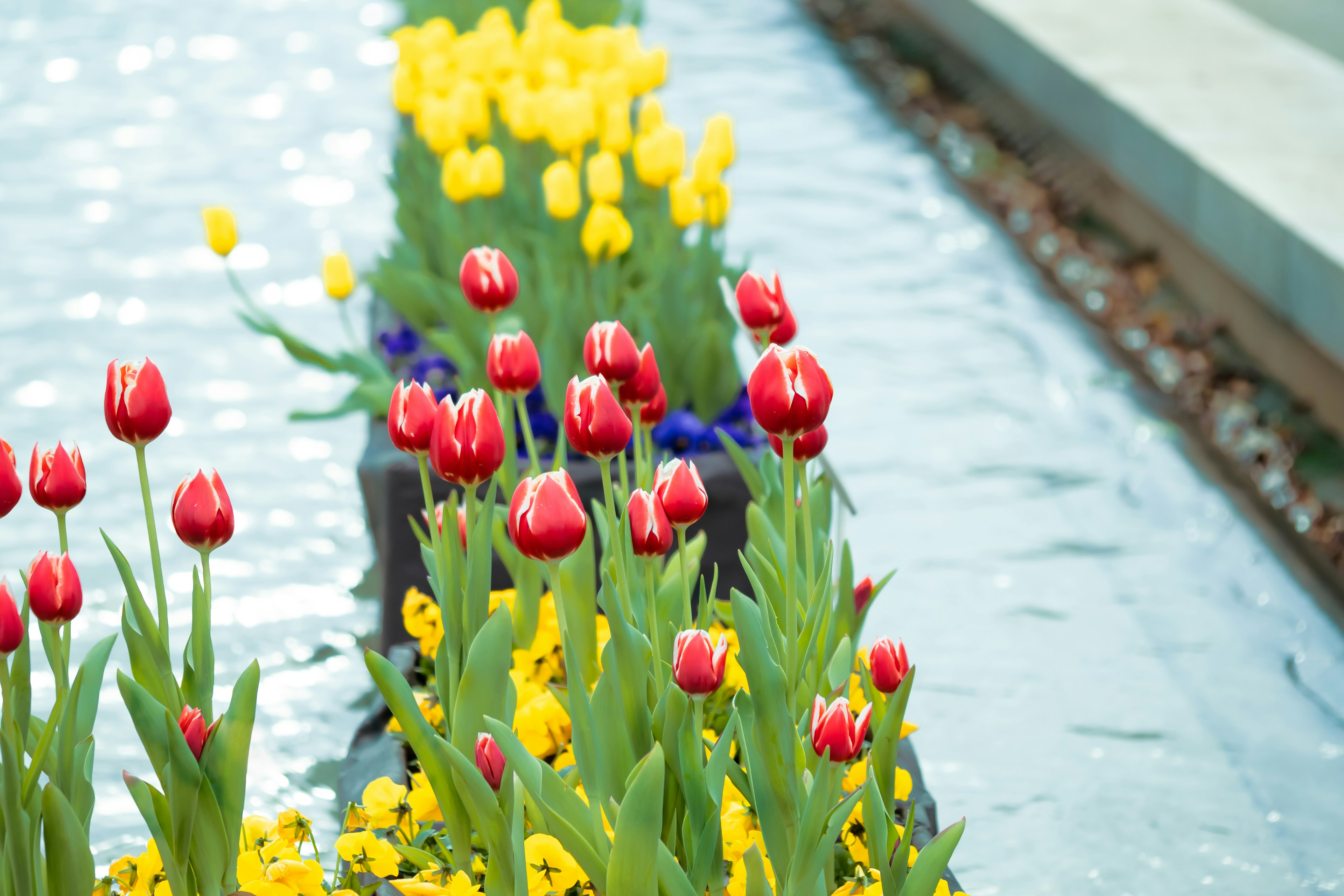 Barisan tulip merah dan bunga kuning di tepi air