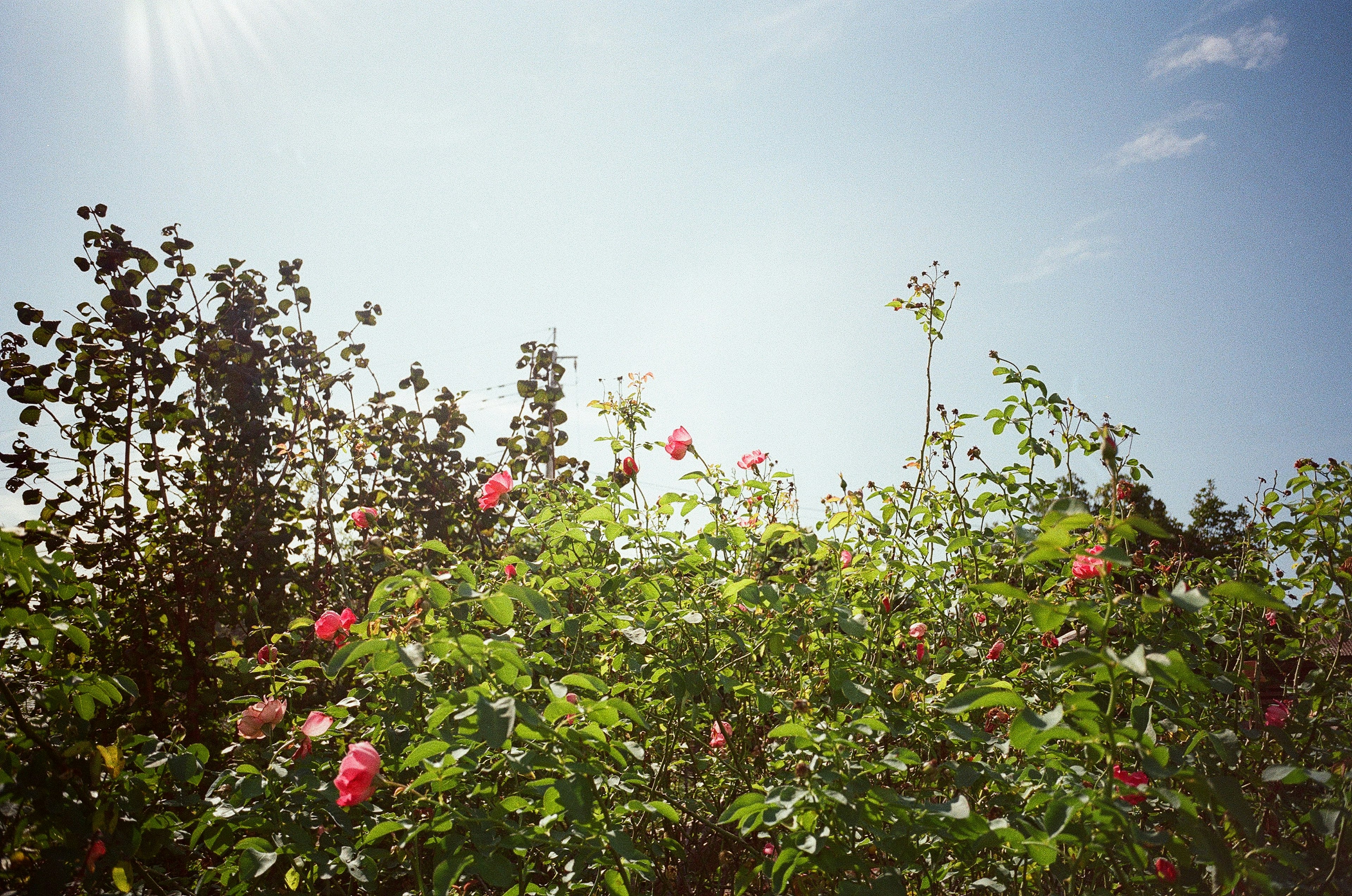 Cespugli con fiori rosa e foglie verdi sotto un cielo blu