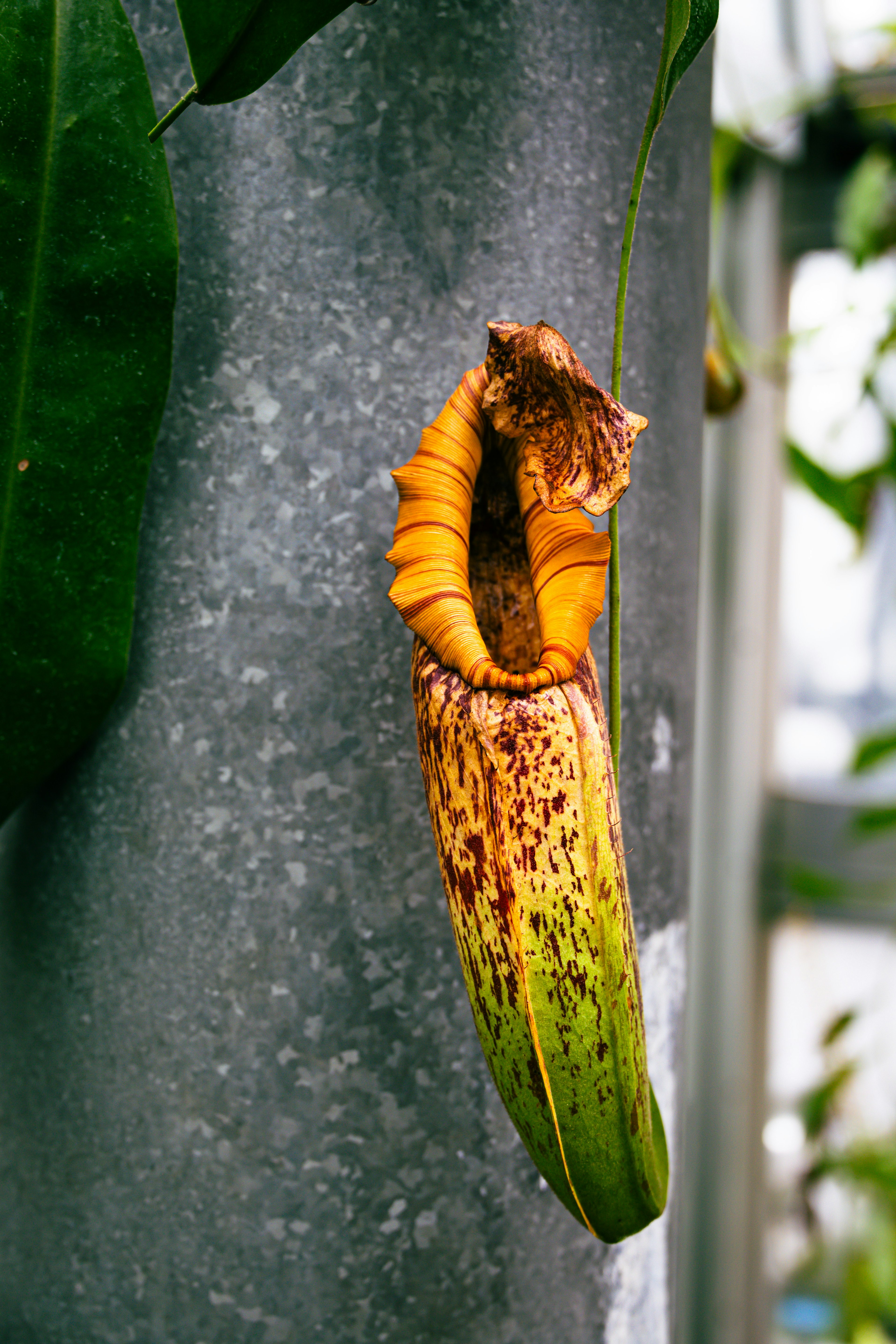 A unique pitcher plant hanging from a metal pole