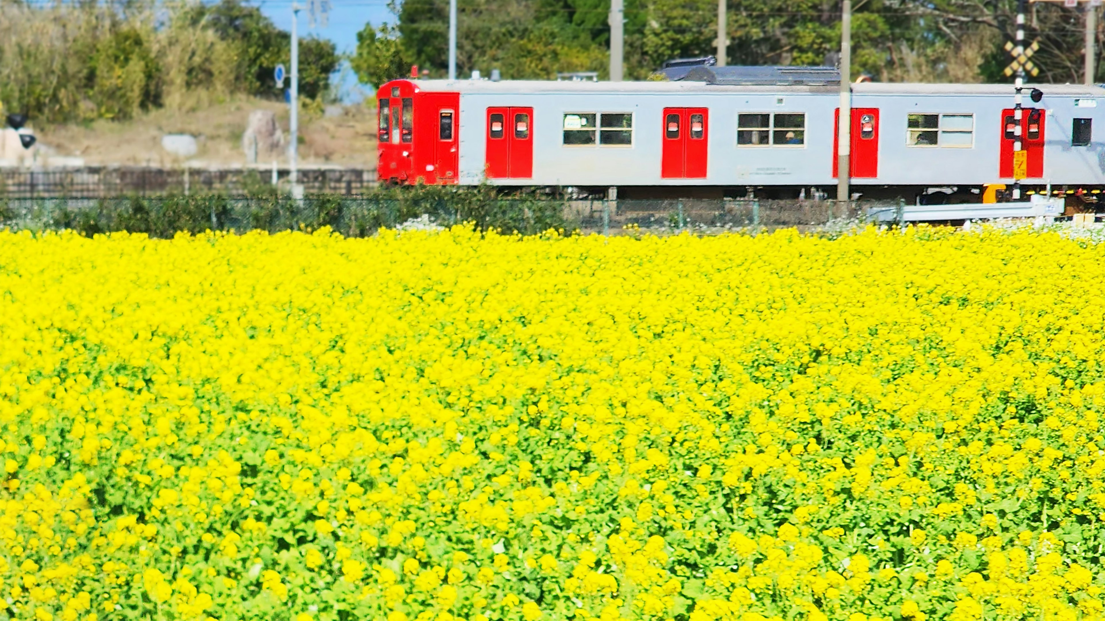 黄色い花畑の近くを走る赤いドアの電車