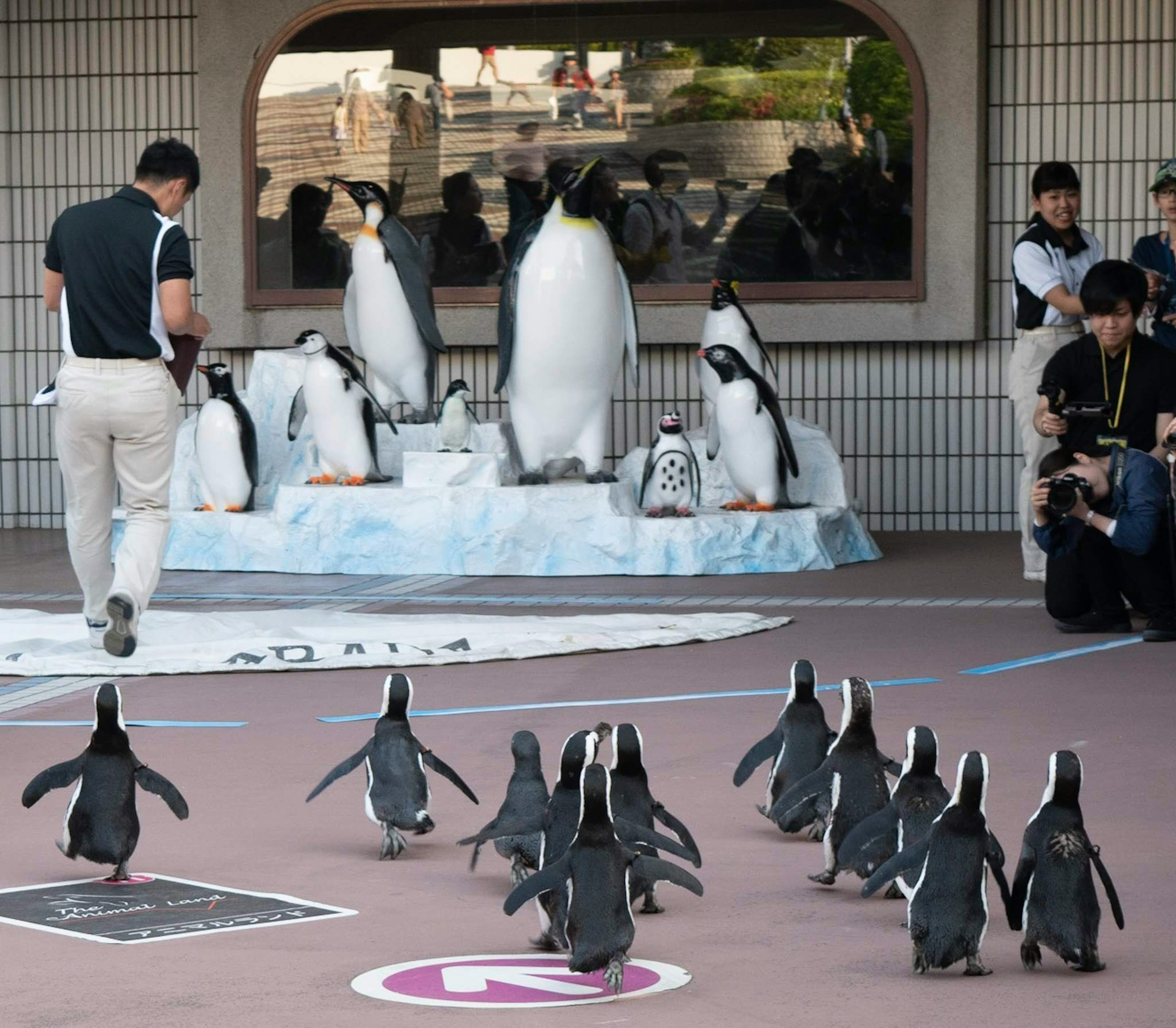 ペンギンの群れが観客に向かって歩いているシーン