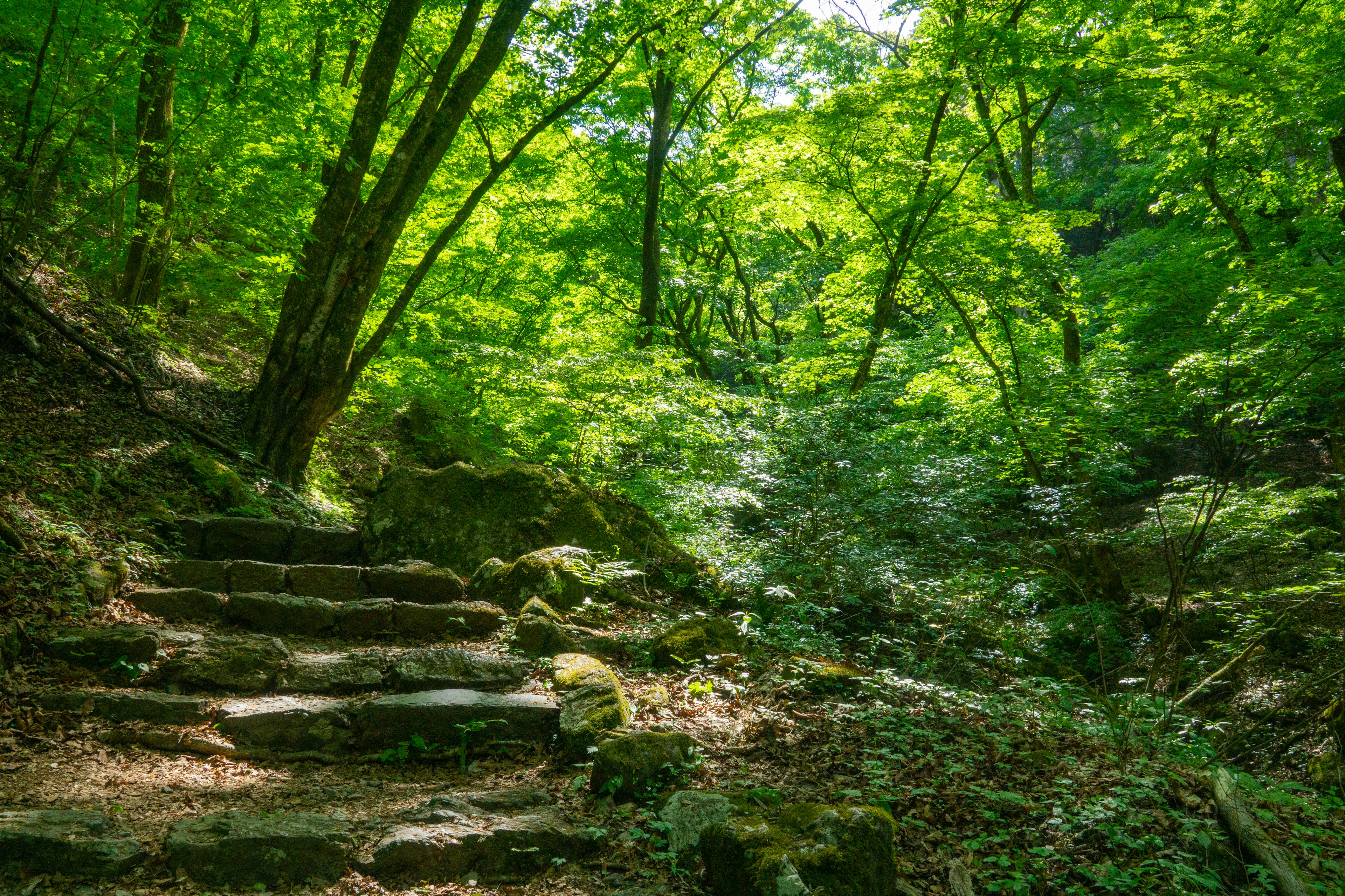 Stone steps leading through a lush green forest with sunlight filtering through the leaves