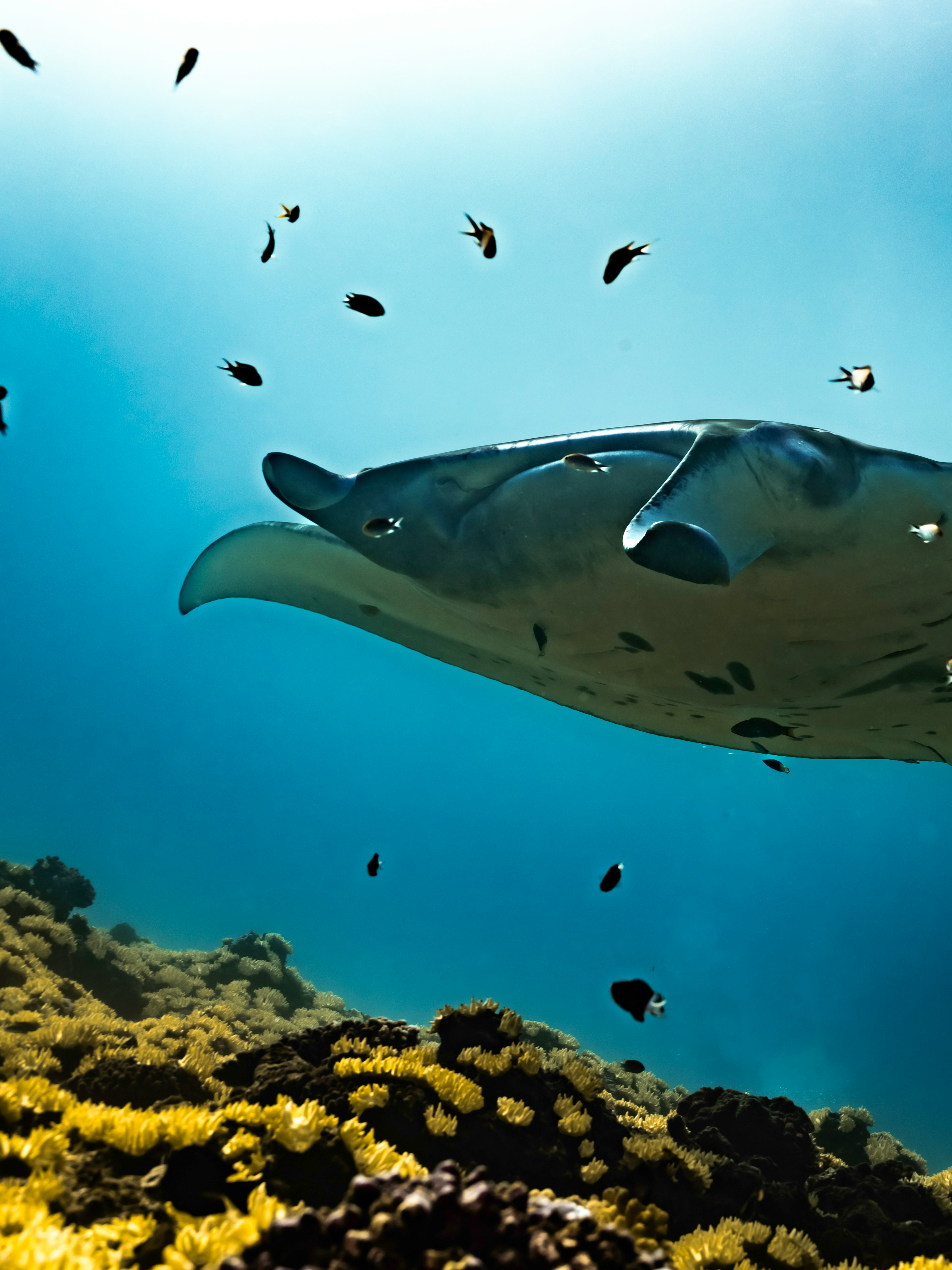 Manta nadando bajo el agua rodeada de peces pequeños