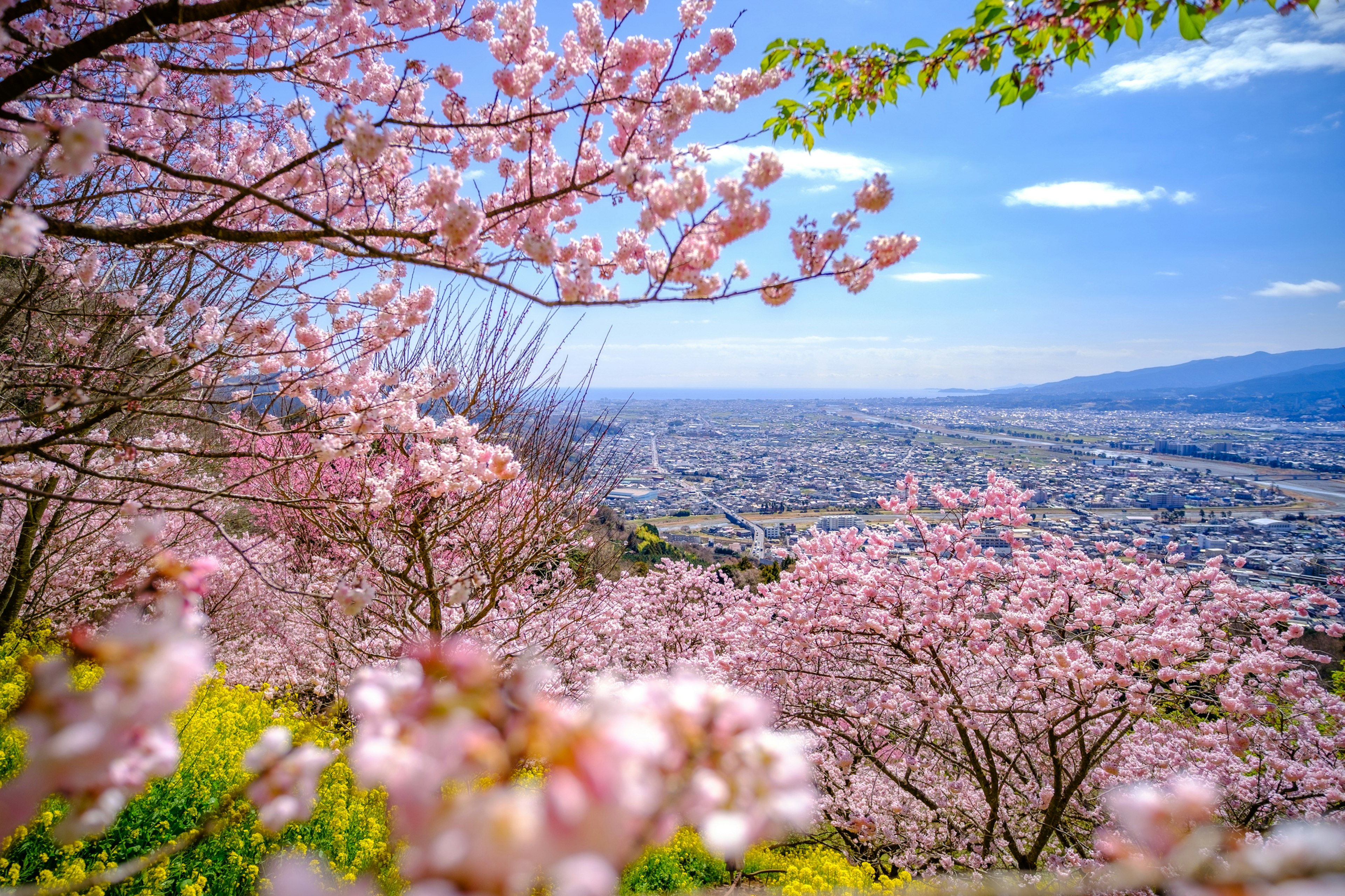 Hermoso paisaje de cerezos en flor con un cielo azul panorámico