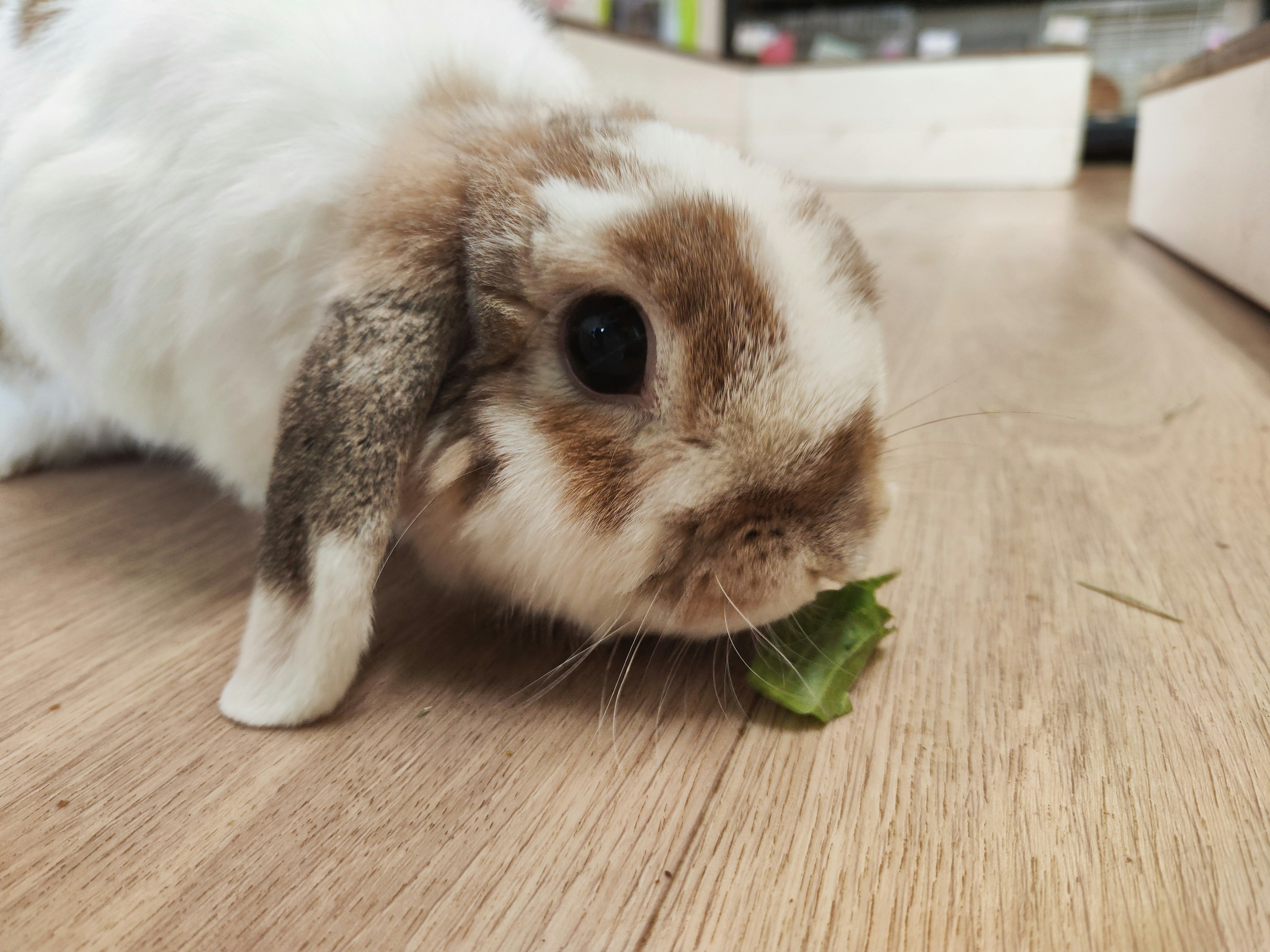 Un conejo lindo comiendo lechuga