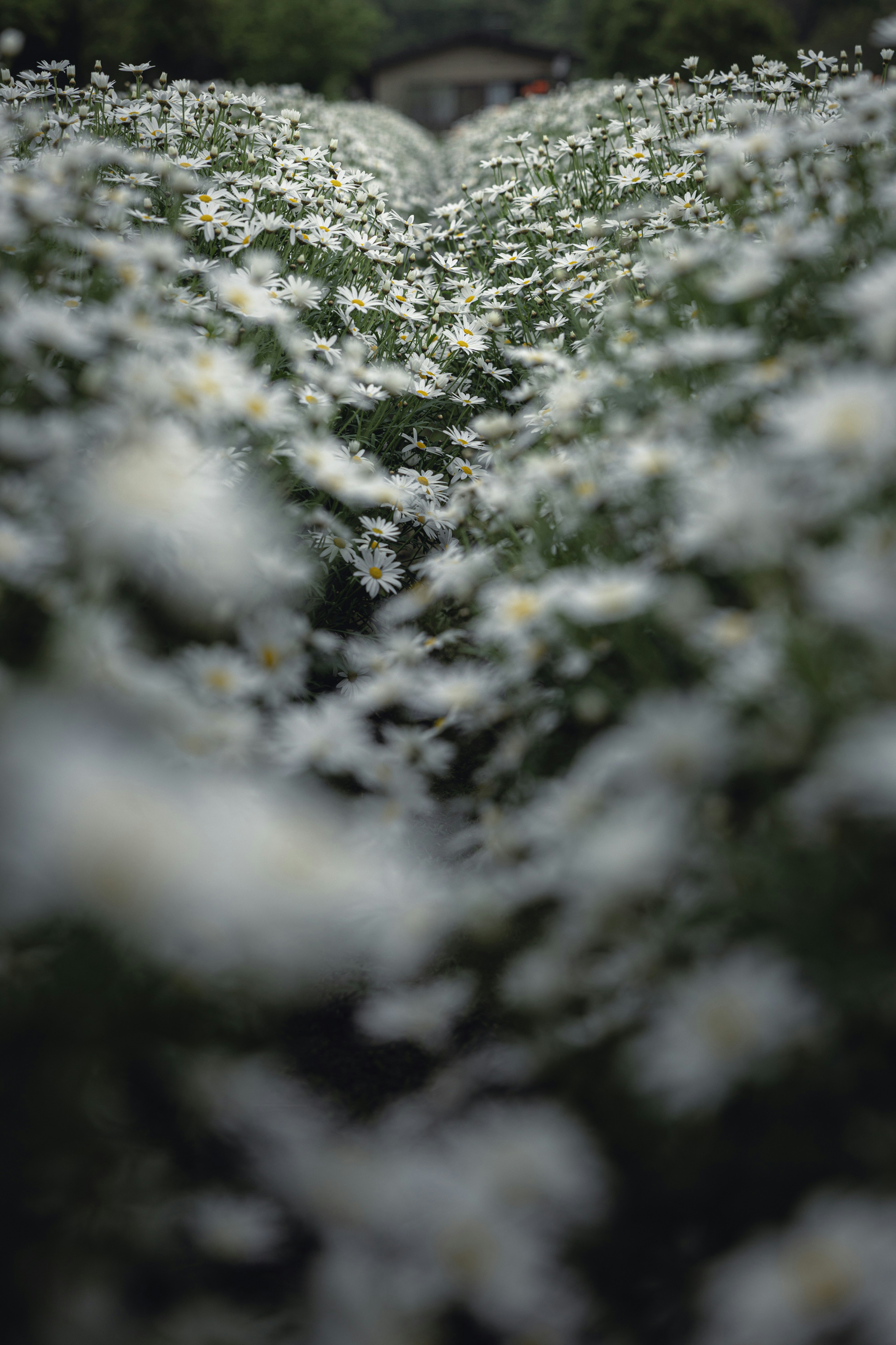 白い花が咲く道の風景 ぼやけた前景と緑の葉