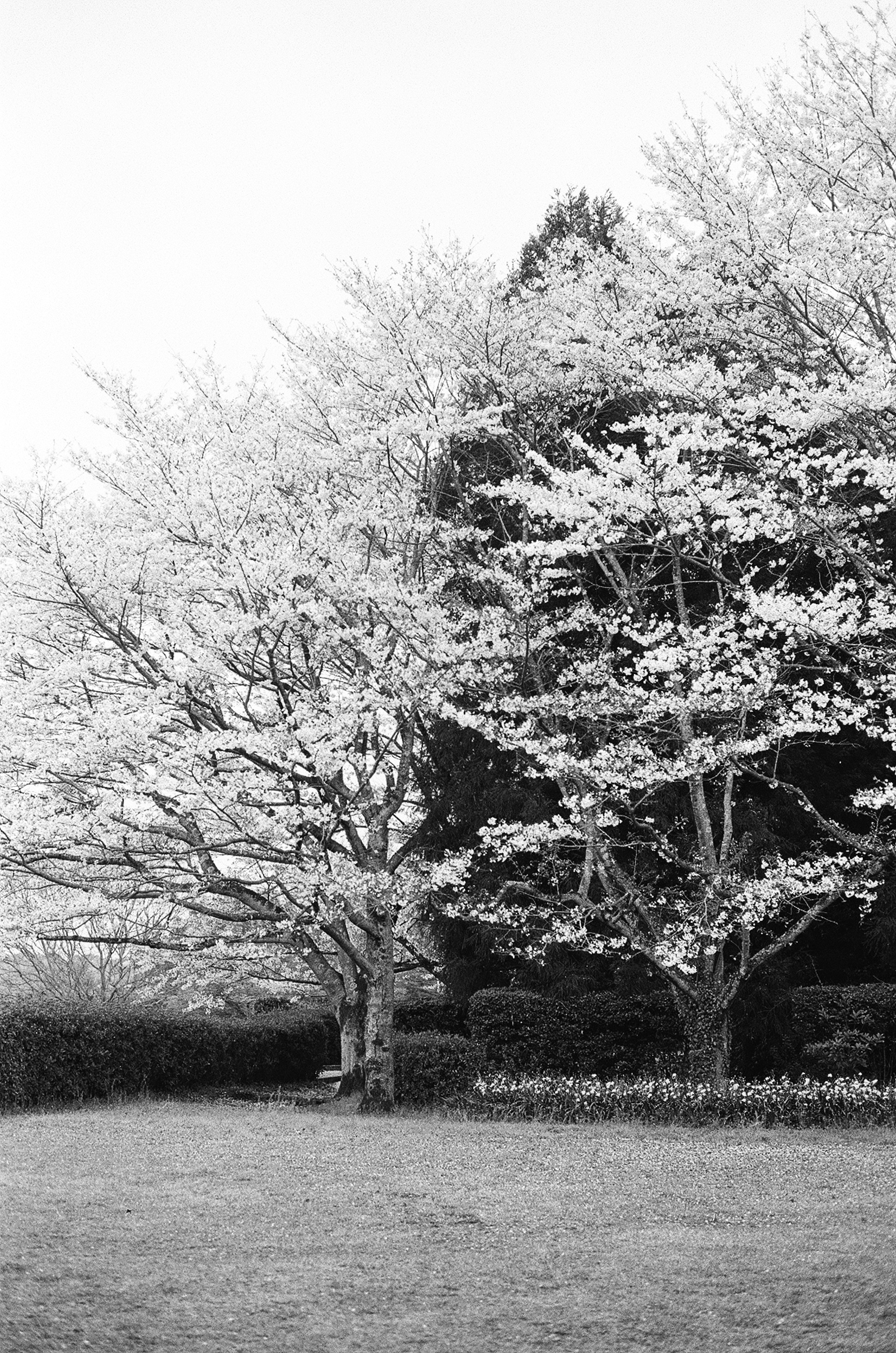 Black and white scene of cherry blossom trees with green grass