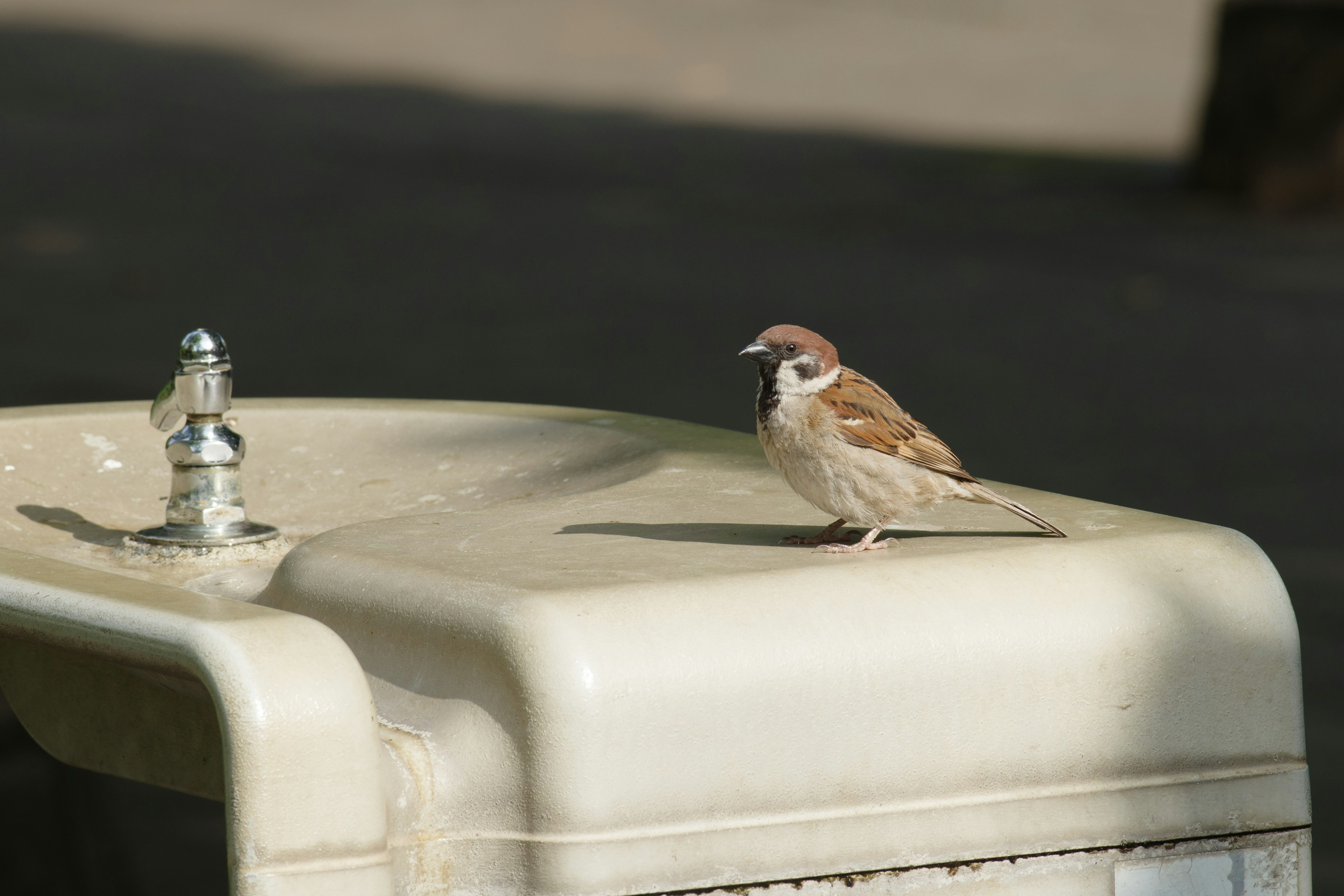 A small bird perched on a drinking fountain