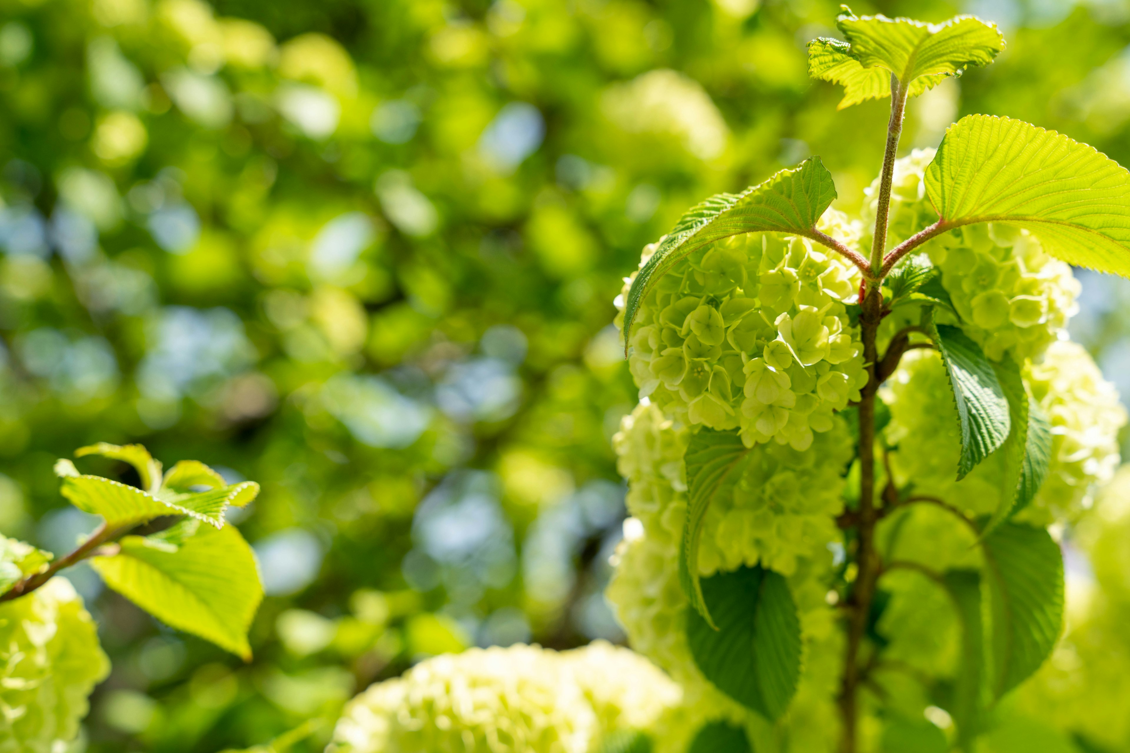 Grüne Blätter und blassgrüne Blumen einer Pflanze