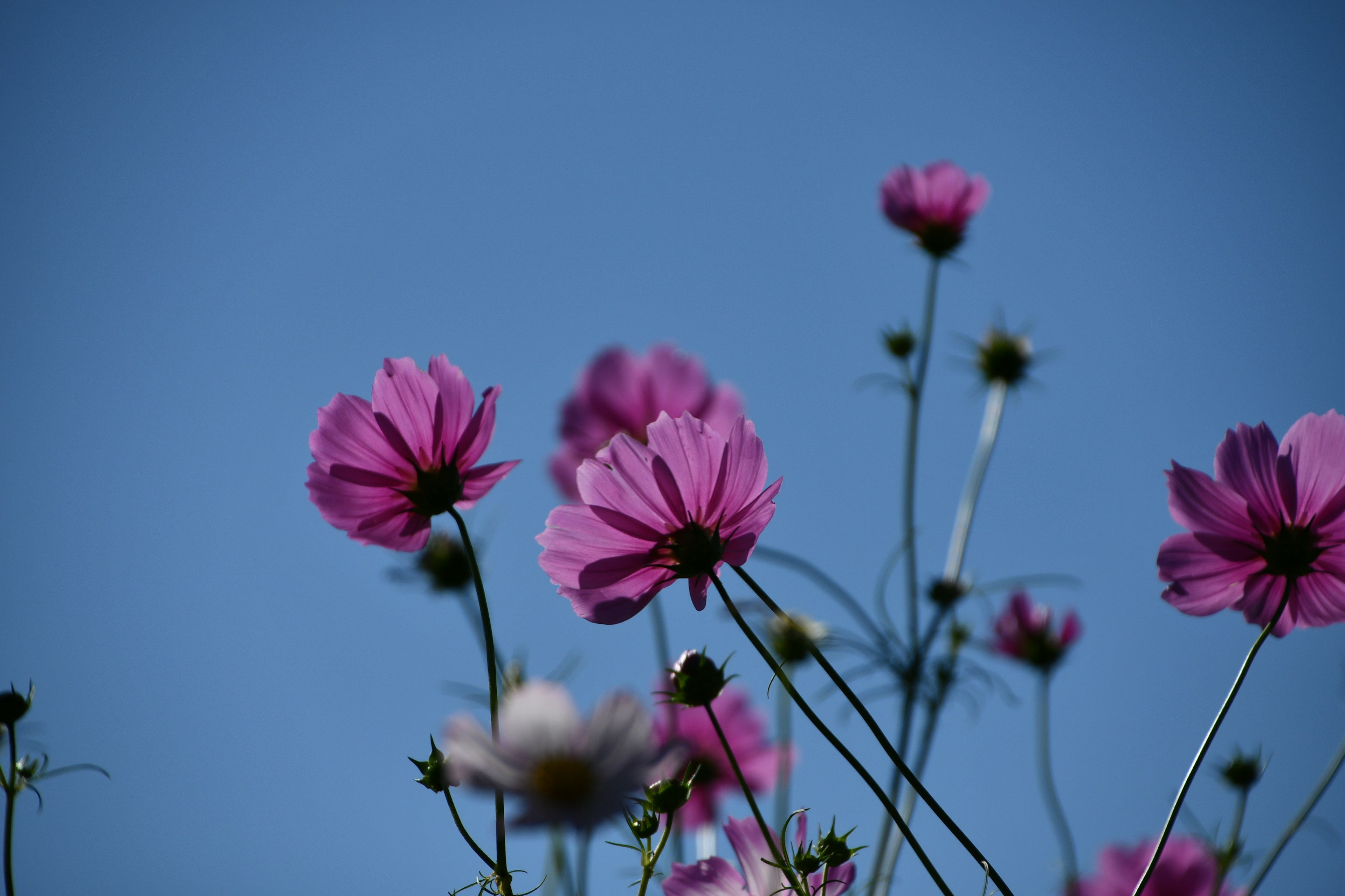 青空の下に咲くピンクの花々のクローズアップ