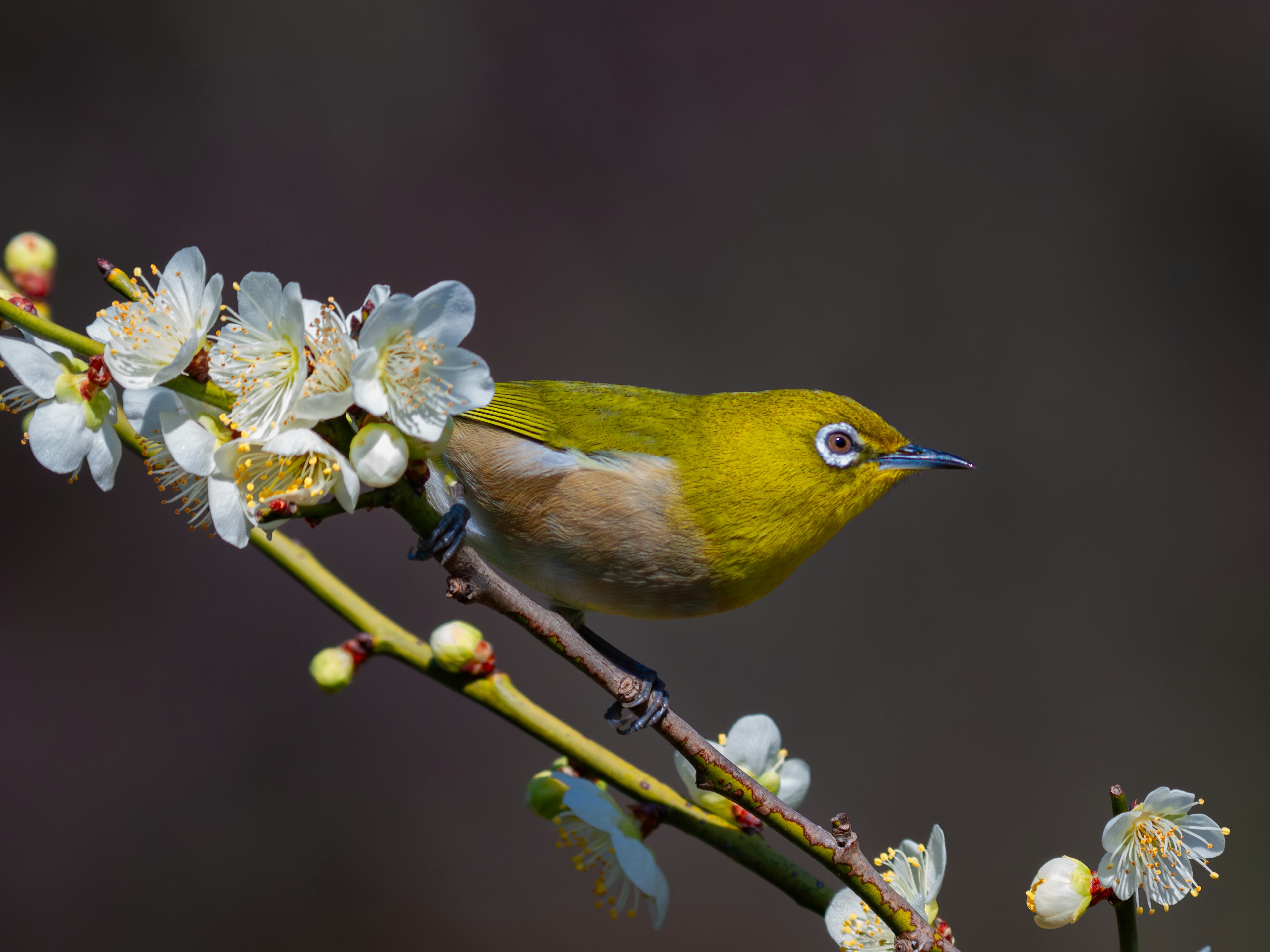 Un pájaro verde posado en una rama con flores