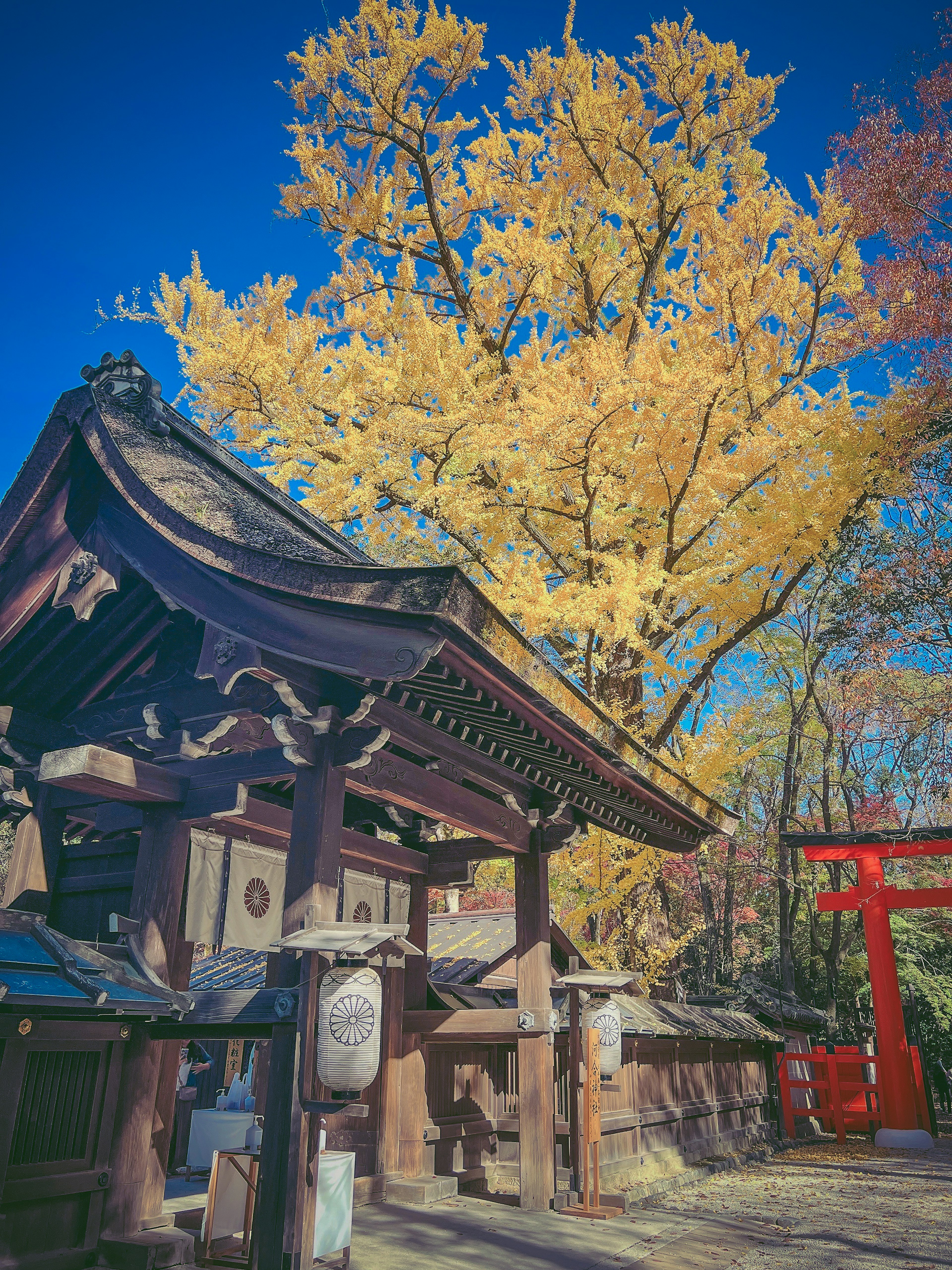 传统神社门口被生动的秋天树叶和黄色的银杏树环绕